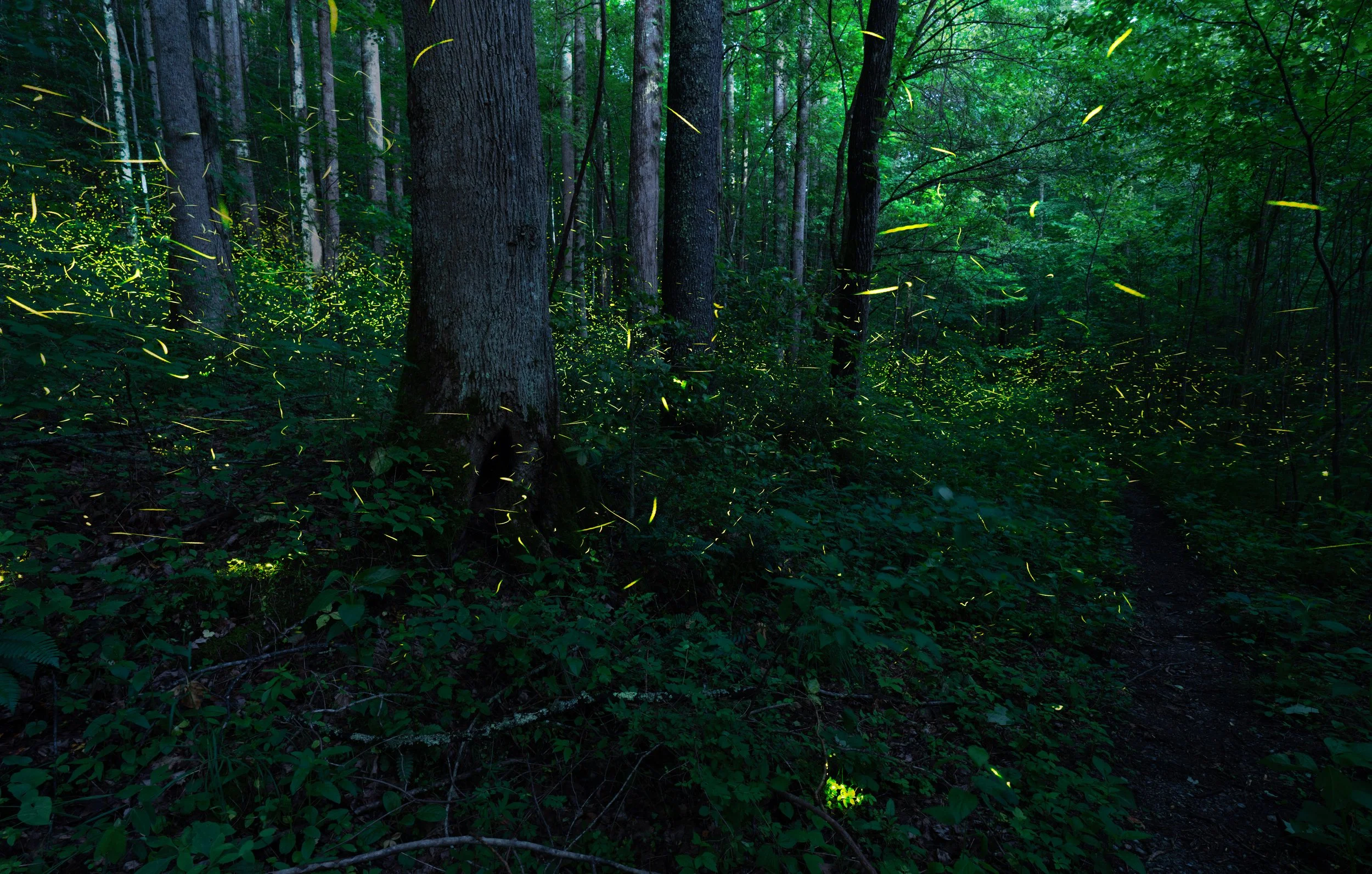 secretpathfireflies4.jpg
