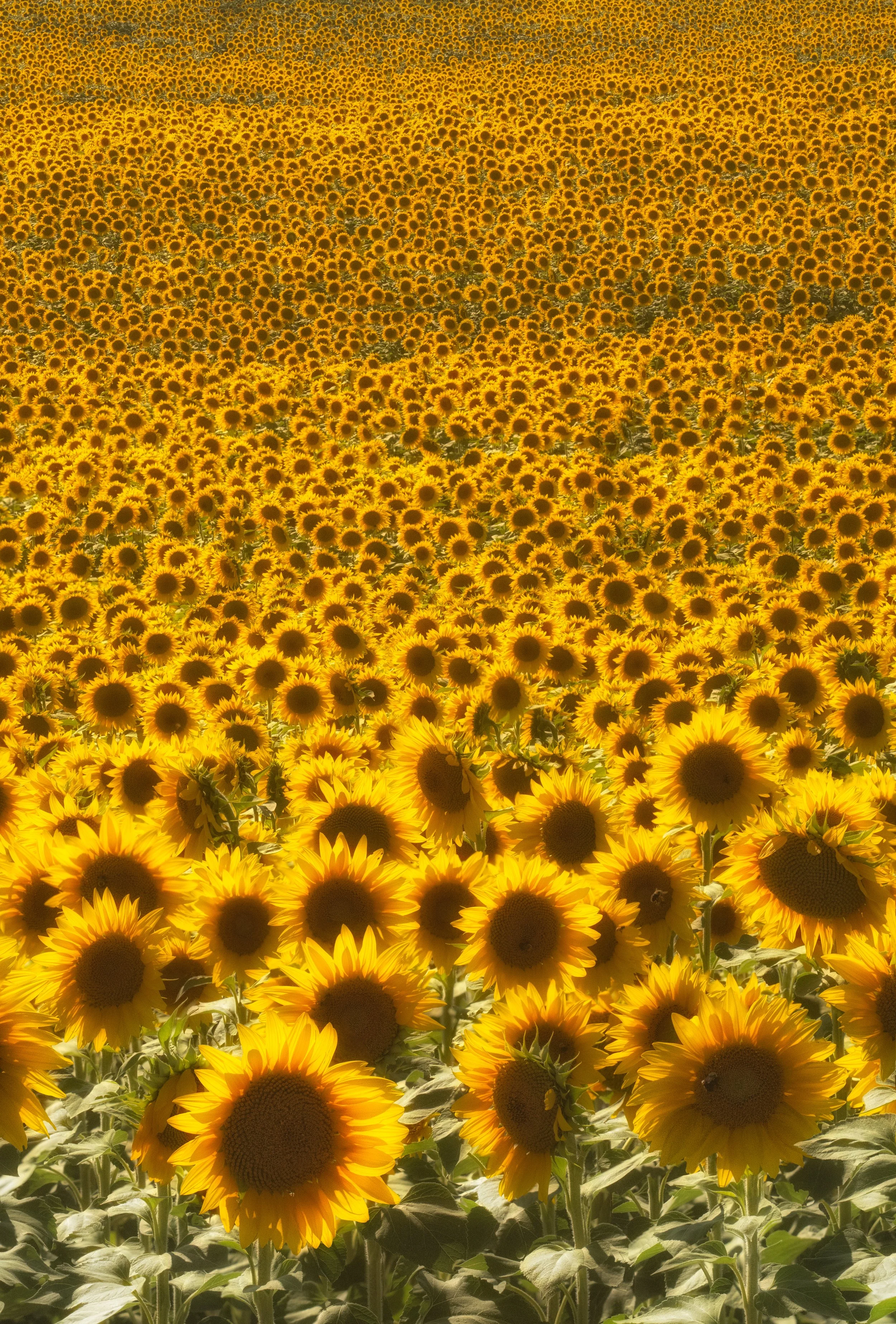 Let's Follow the Sun