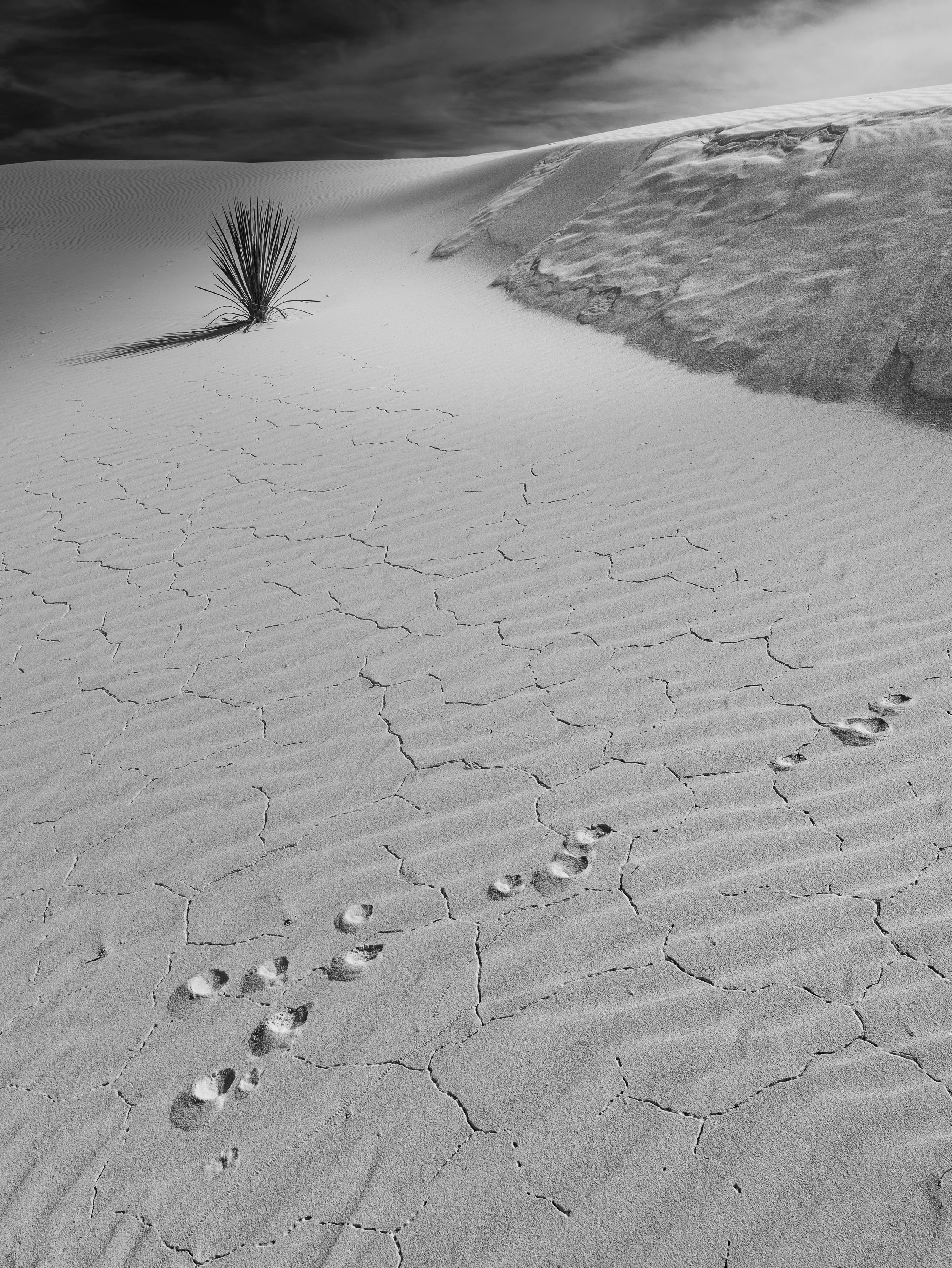 White Sands National Park near Alamogordo, NM.