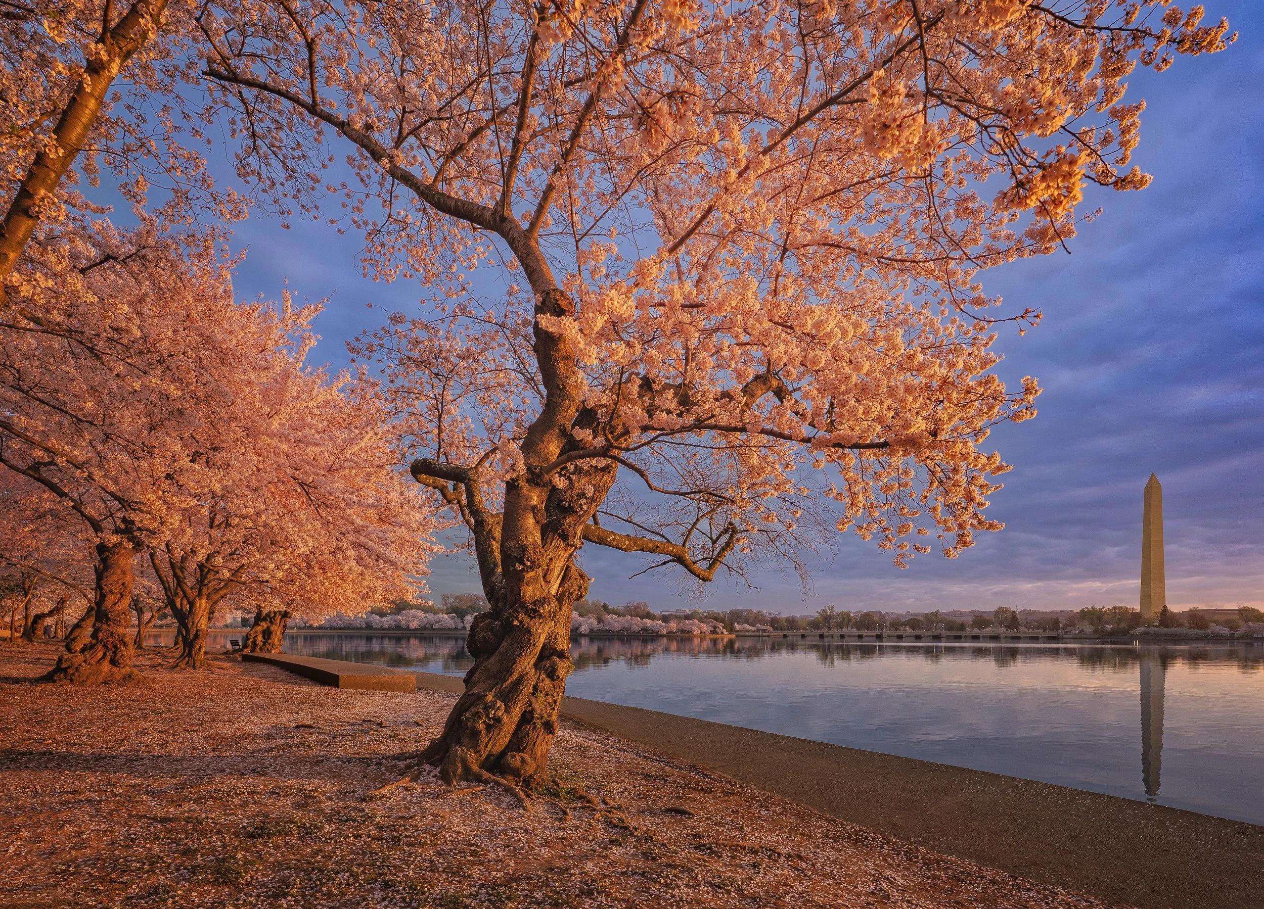 Sunrise at the Tidal Basin during the Cherry Blossom Festival.