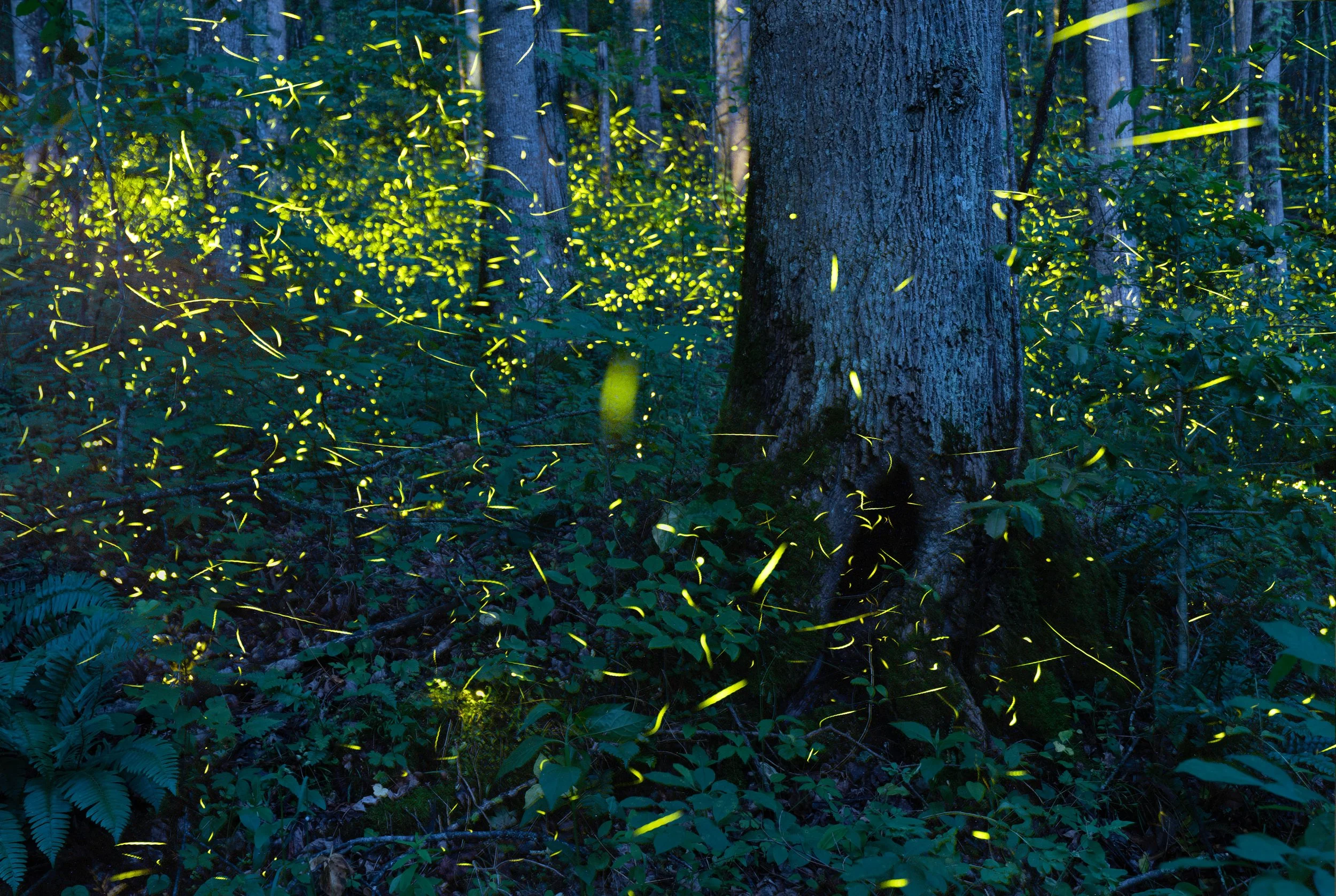 intothewoods.jpg