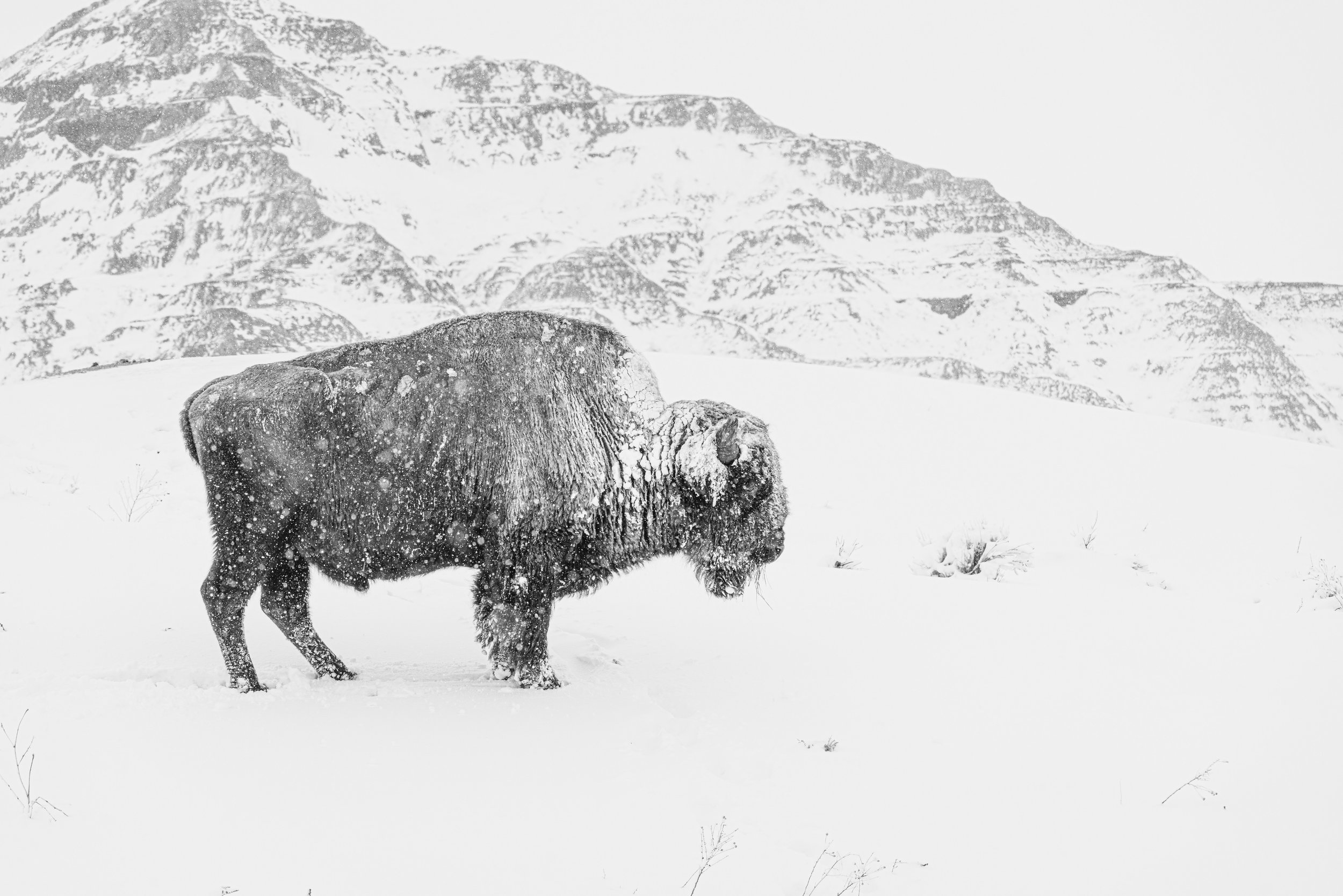 buffaloedinthebadlands.jpg