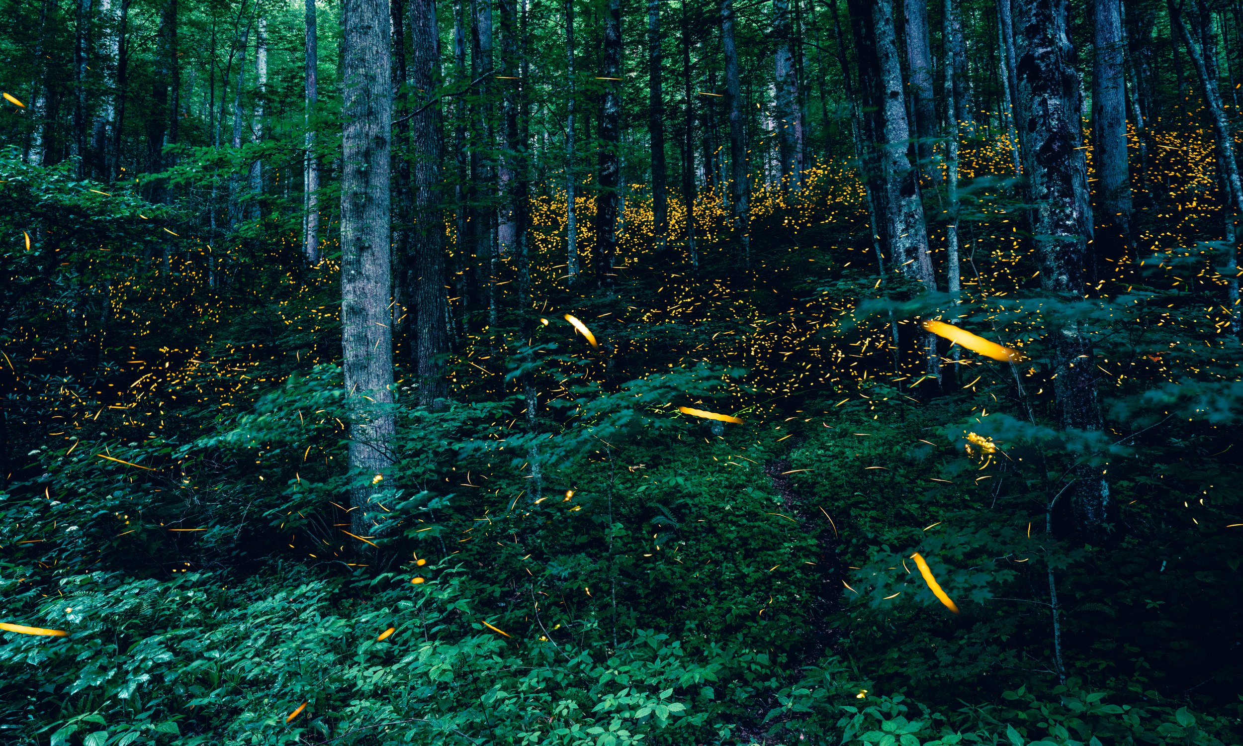 lifeinthefieldflies.jpg