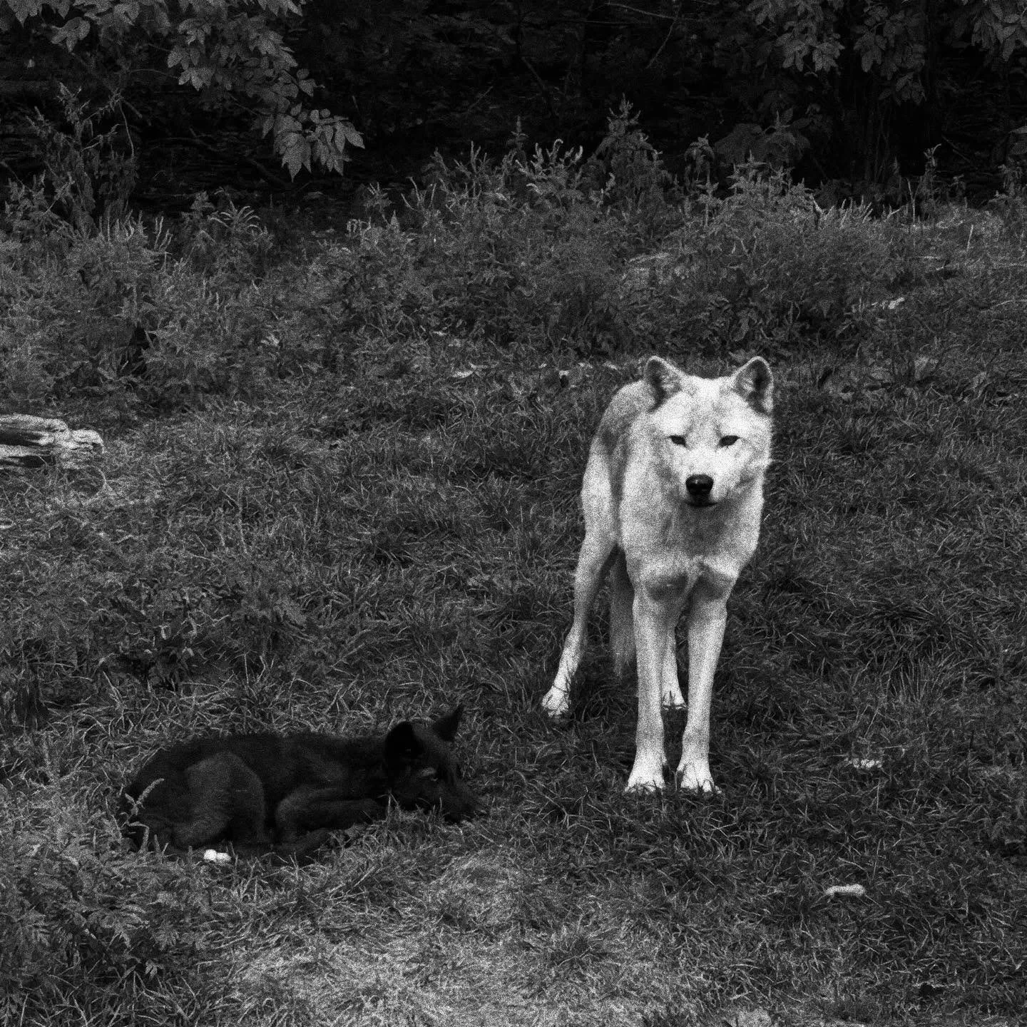 Wolf-themed writing workshop in the works inspired by @haliburtonforestwolfcentre. Here&rsquo;s a sleepy grey wolf puppy and her vigilant uncle letting us know he senses us through the glass. 🐺