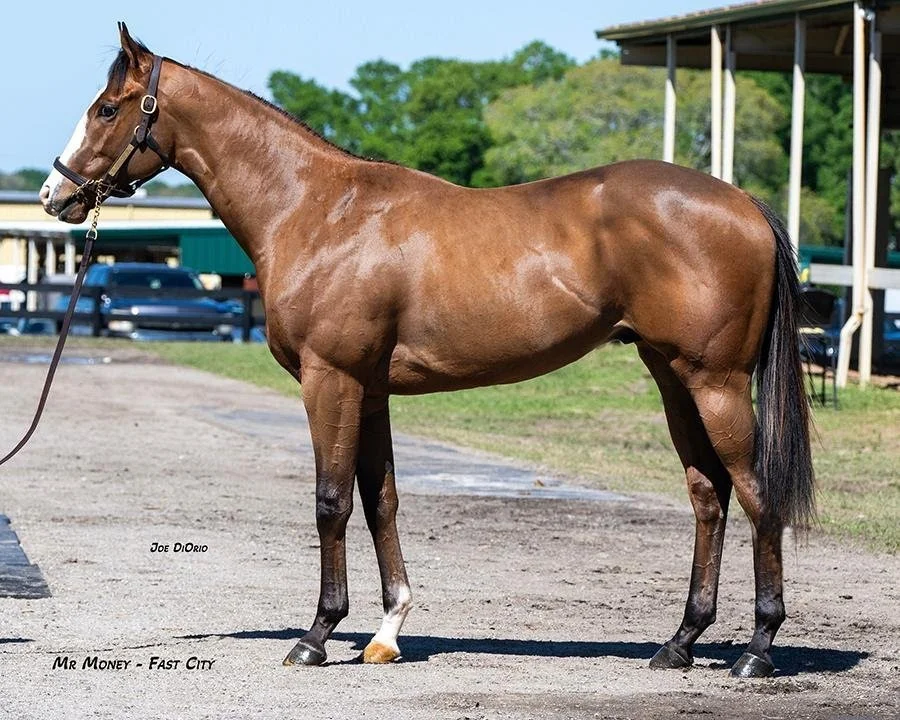 Mr. Money colt, Uncle Mo filly fastest at Spring Under Tack Opener