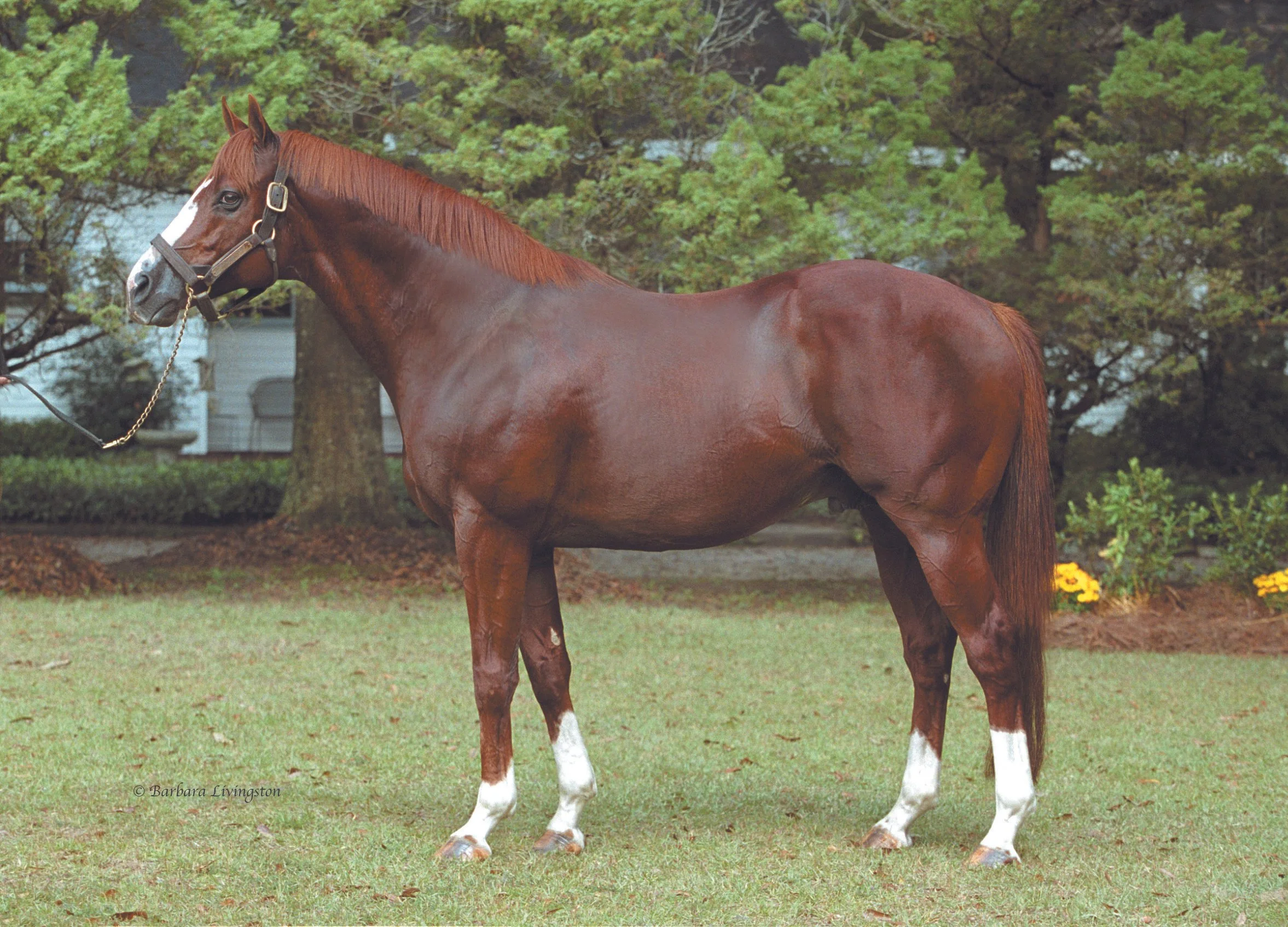 Multiple Graded Stakes Winner Ide Dies From Colic