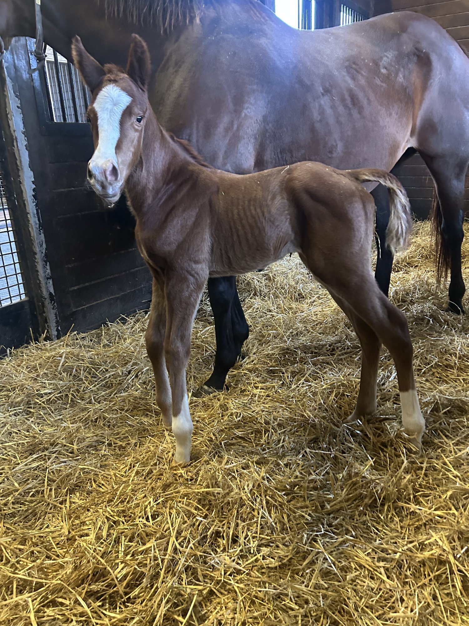 Filly by Munnings out of Pacific Pink. Bred by Coteau Grove Farms, LLC.