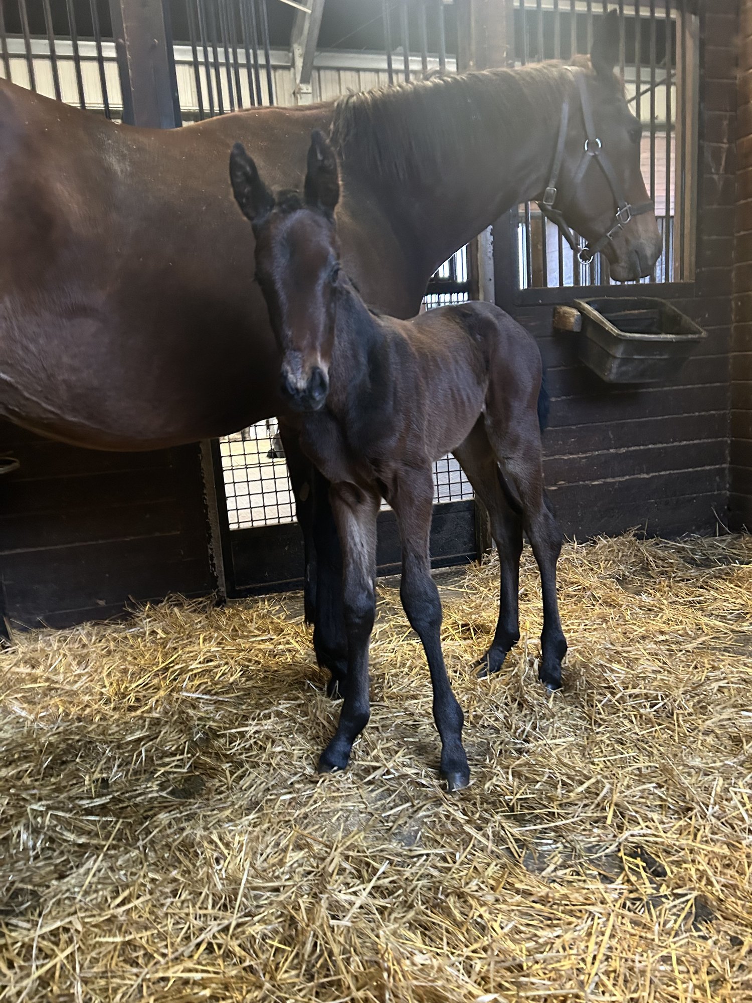 Filly by Star Guitar out of Playful Dancer. Bred by Coteau Grove Farms, LLC.