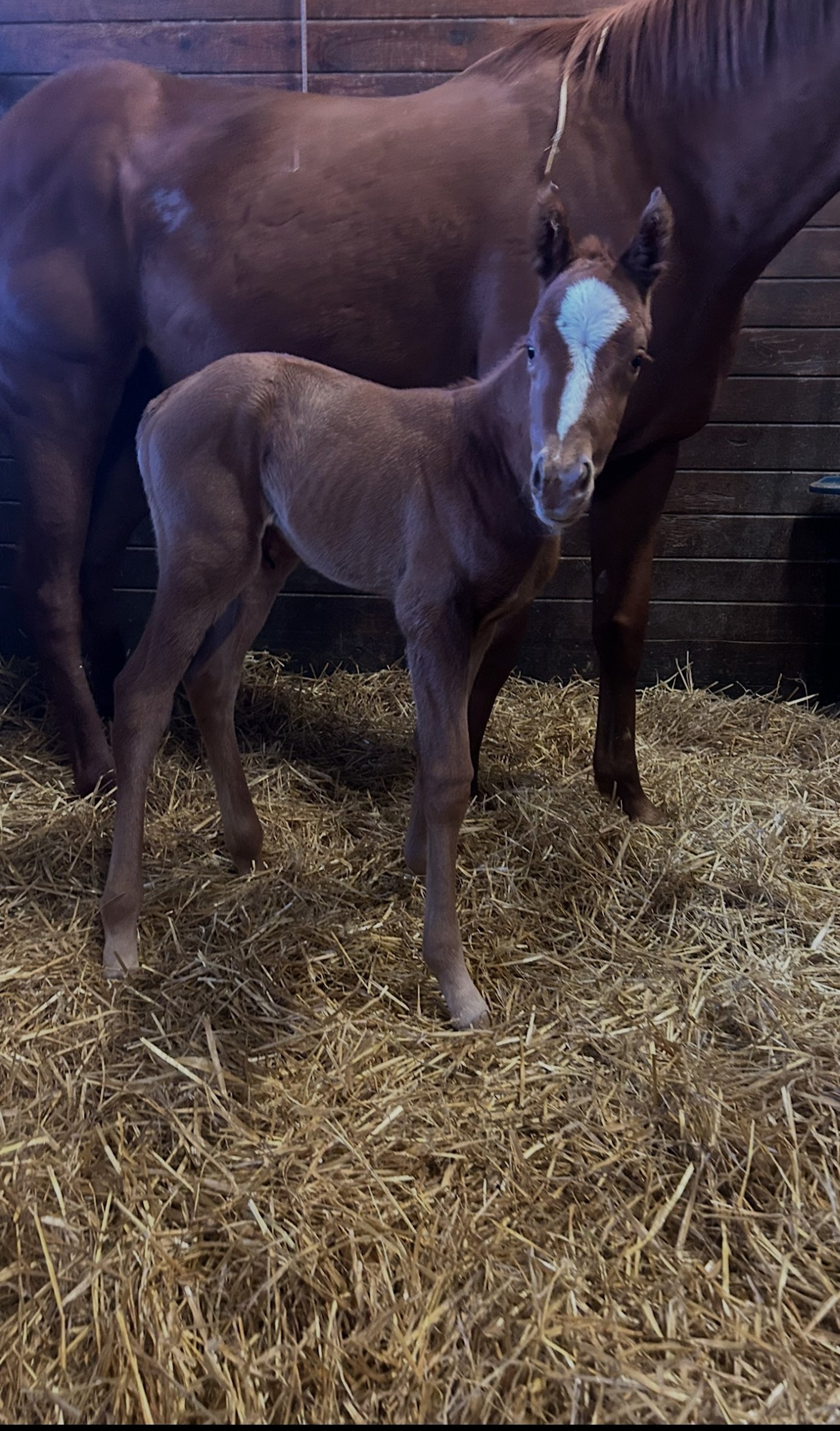 Filly by Good Magic out of Miss Hot Legs. Bred by Coteau Grove Farms, LLC