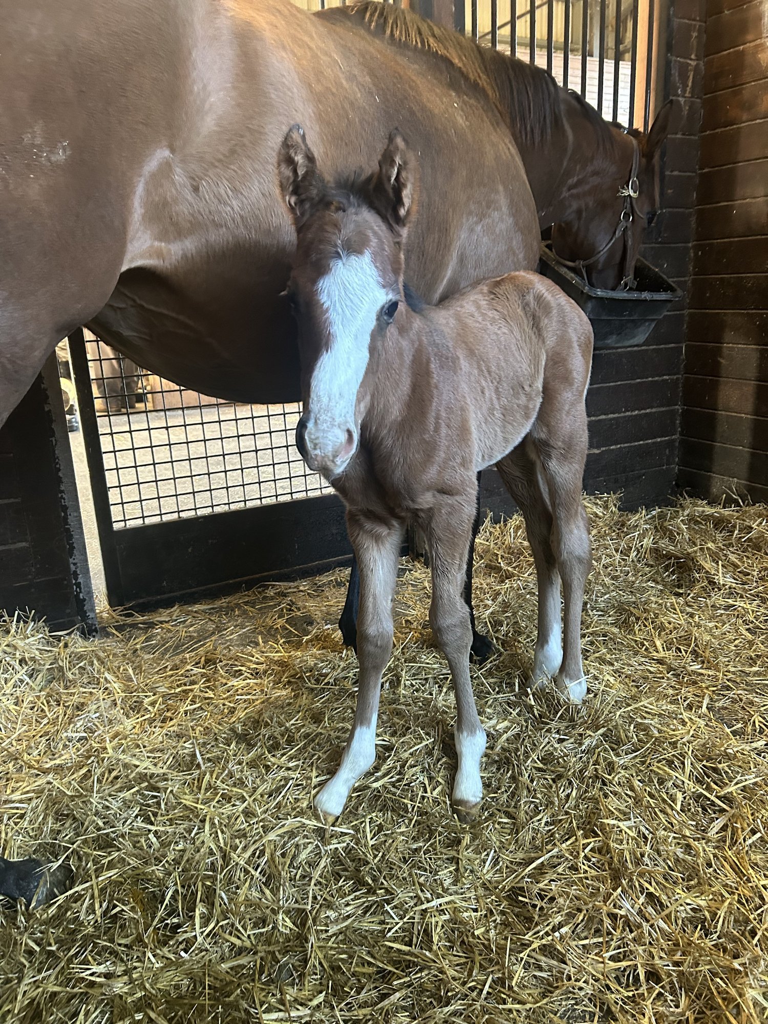 Colt by Gun Runner out of Cilla. Bred by Coteau Grove Farms, LLC.