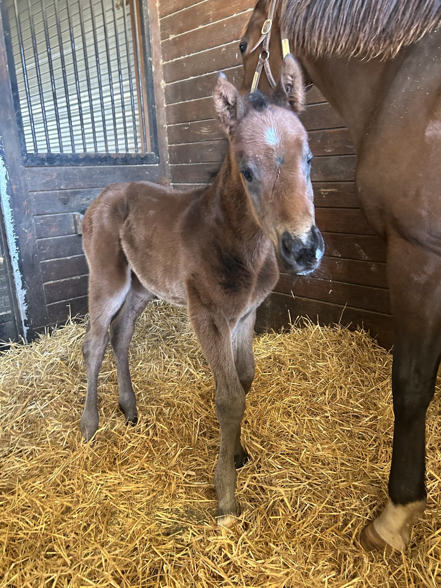 Colt by Star Guitar out of Special Blessing. Bred by Coteau Grove Farms, LLC.