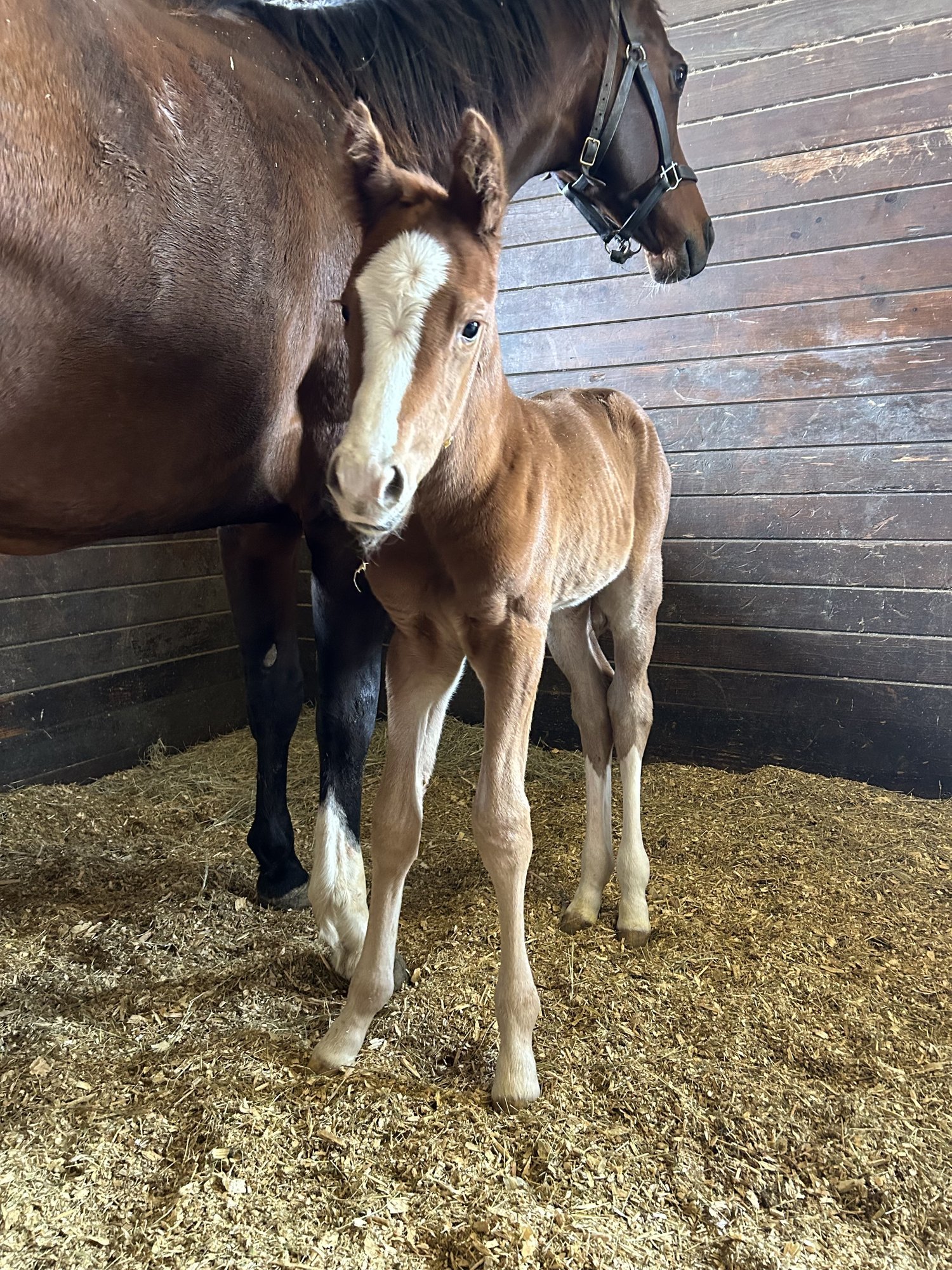 Filly by Forte out of Taylor's Spirit. Bred by Coteau Grove Farms, LLC.