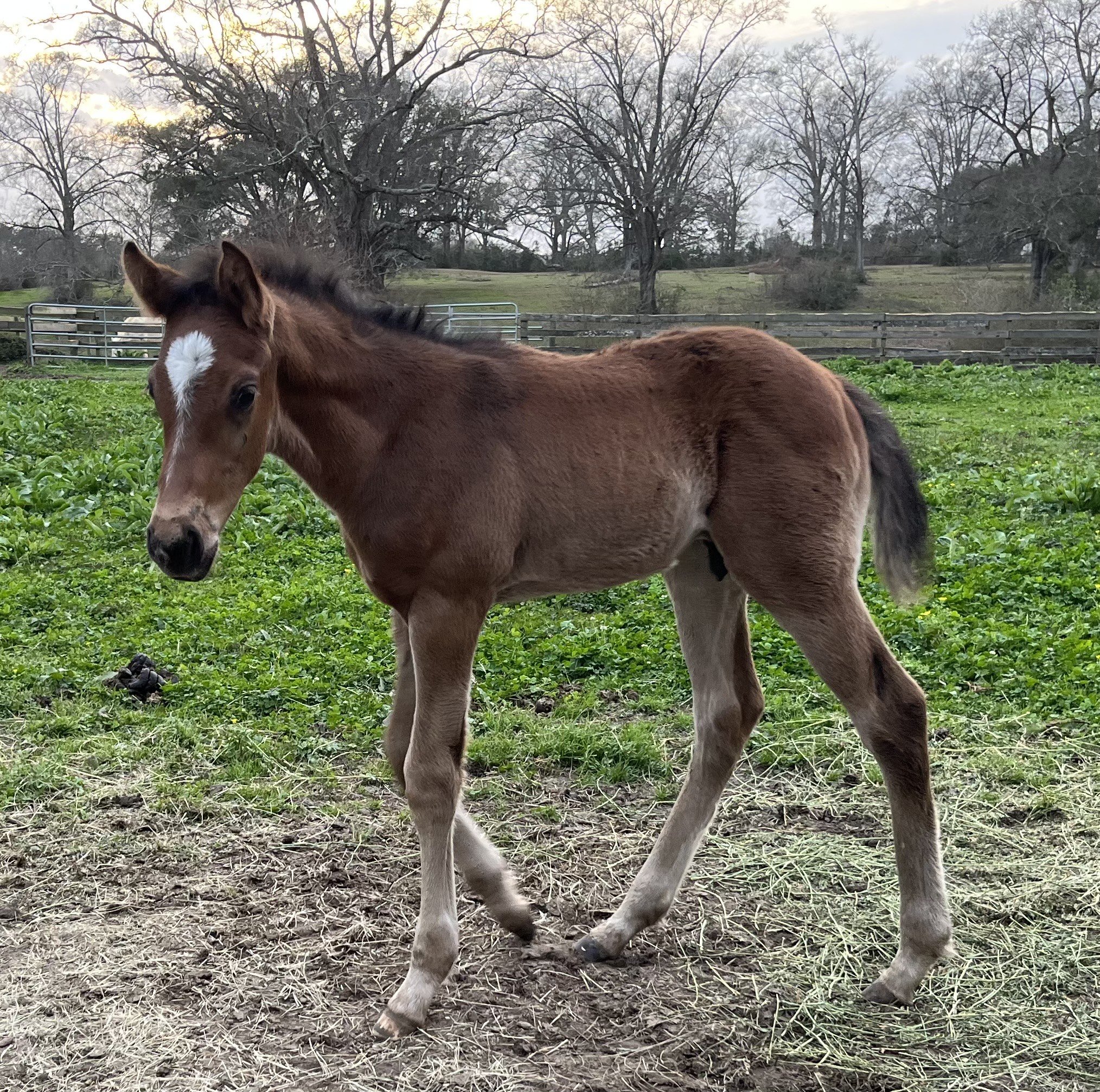 Colt by Zafir out of Lukia by Honor Code. Bred by Vanessa A. Camperlengo. 