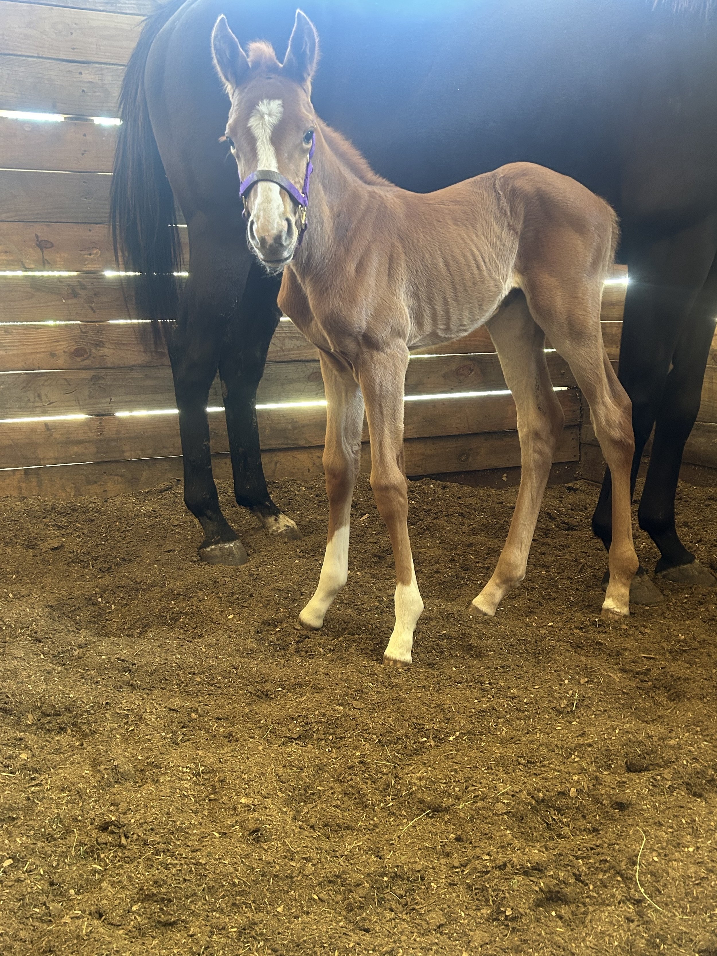 Filly by Gormley out of Sabe Marcelete. Bred by Alex Daigle.