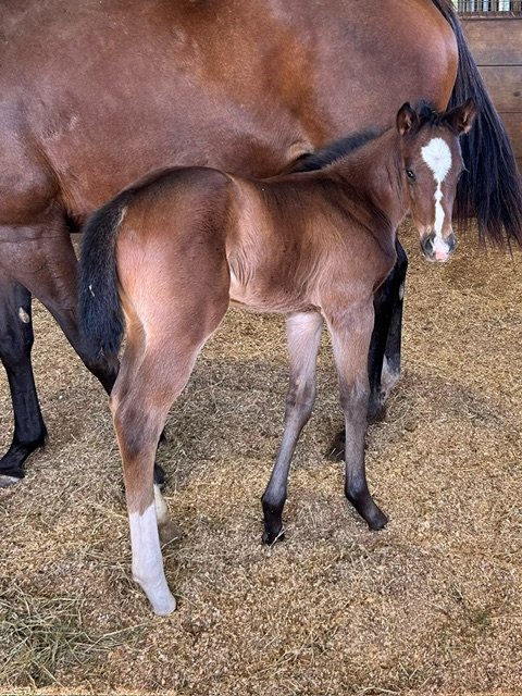 Filly by El Deal out of Mykindalady. Bred by Kim Stover.