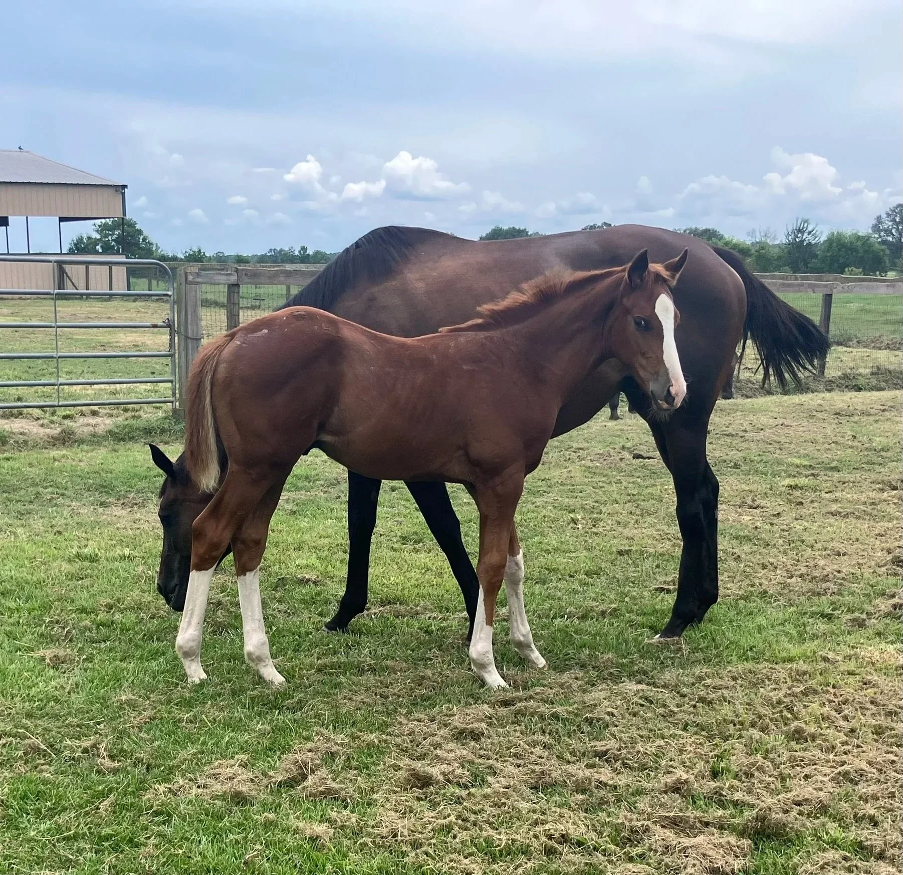 Colt by Greatest Honour out of Pitcher. Bred by Dr. Mary E. Stovall
