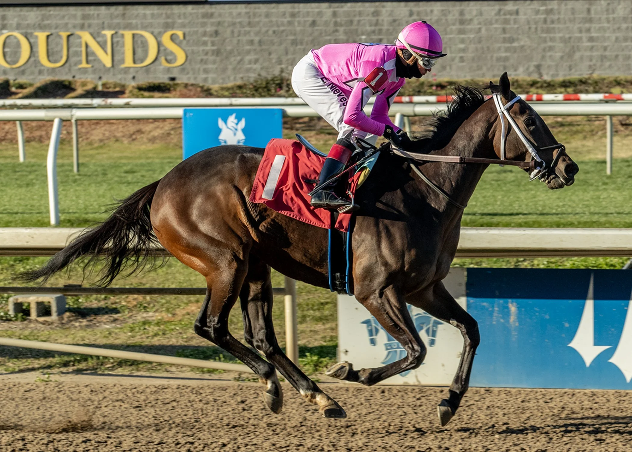 Louisiana-bred Synthetic Steamrolls Open Rivals With Fastest Local Six Furlongs Since 2023