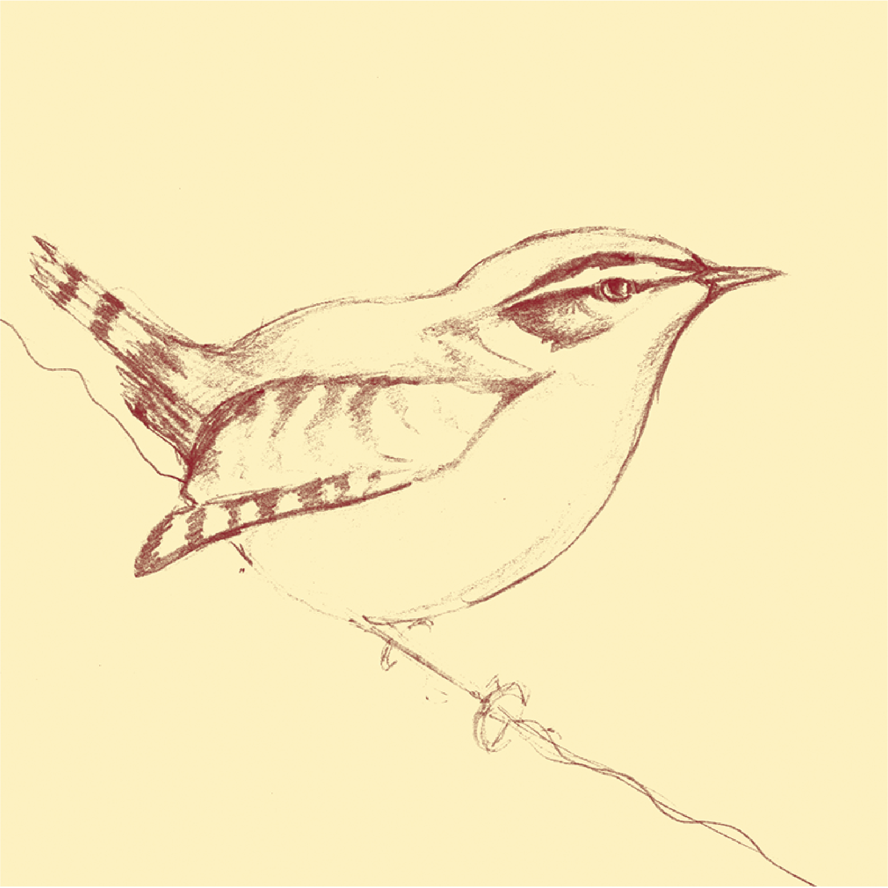 Wren album cover illustration