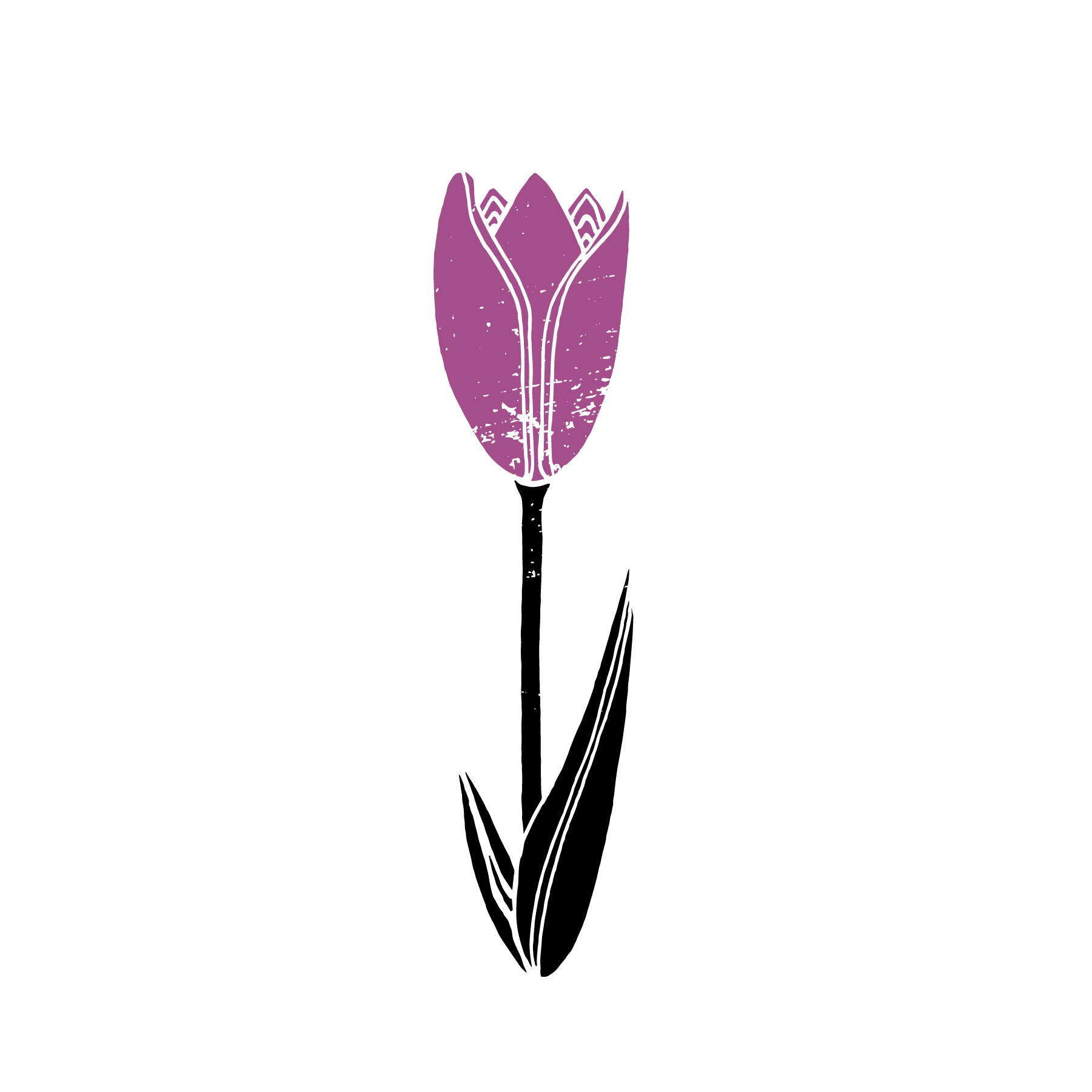 Tulip