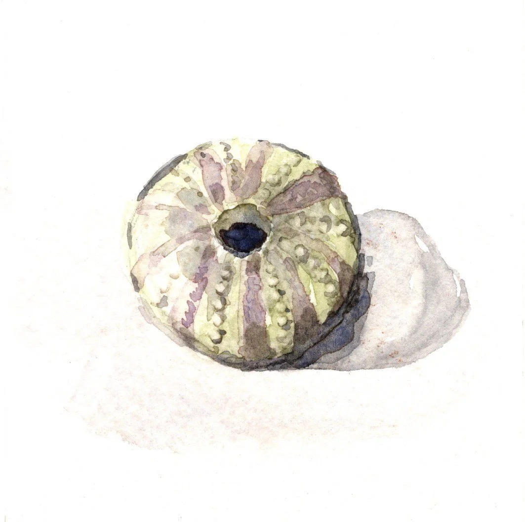 Sea Urchin Watercolor
