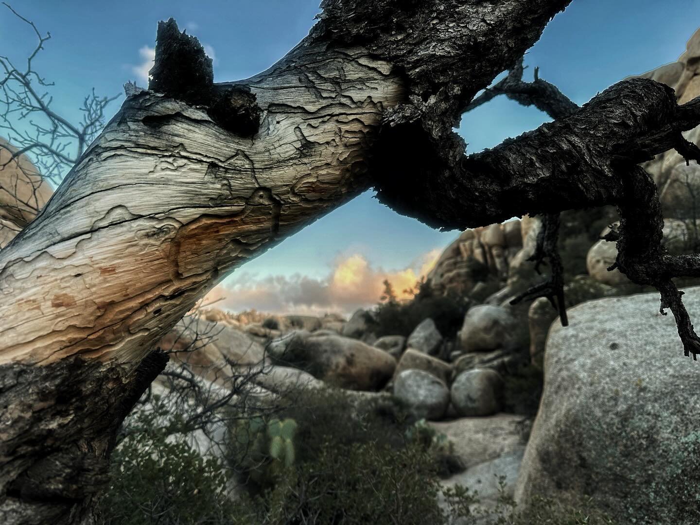 Loved the grey, yellow, and black of this tree set against the sunset sky. Beauty where you find it out here in #joshuatreenationalpark