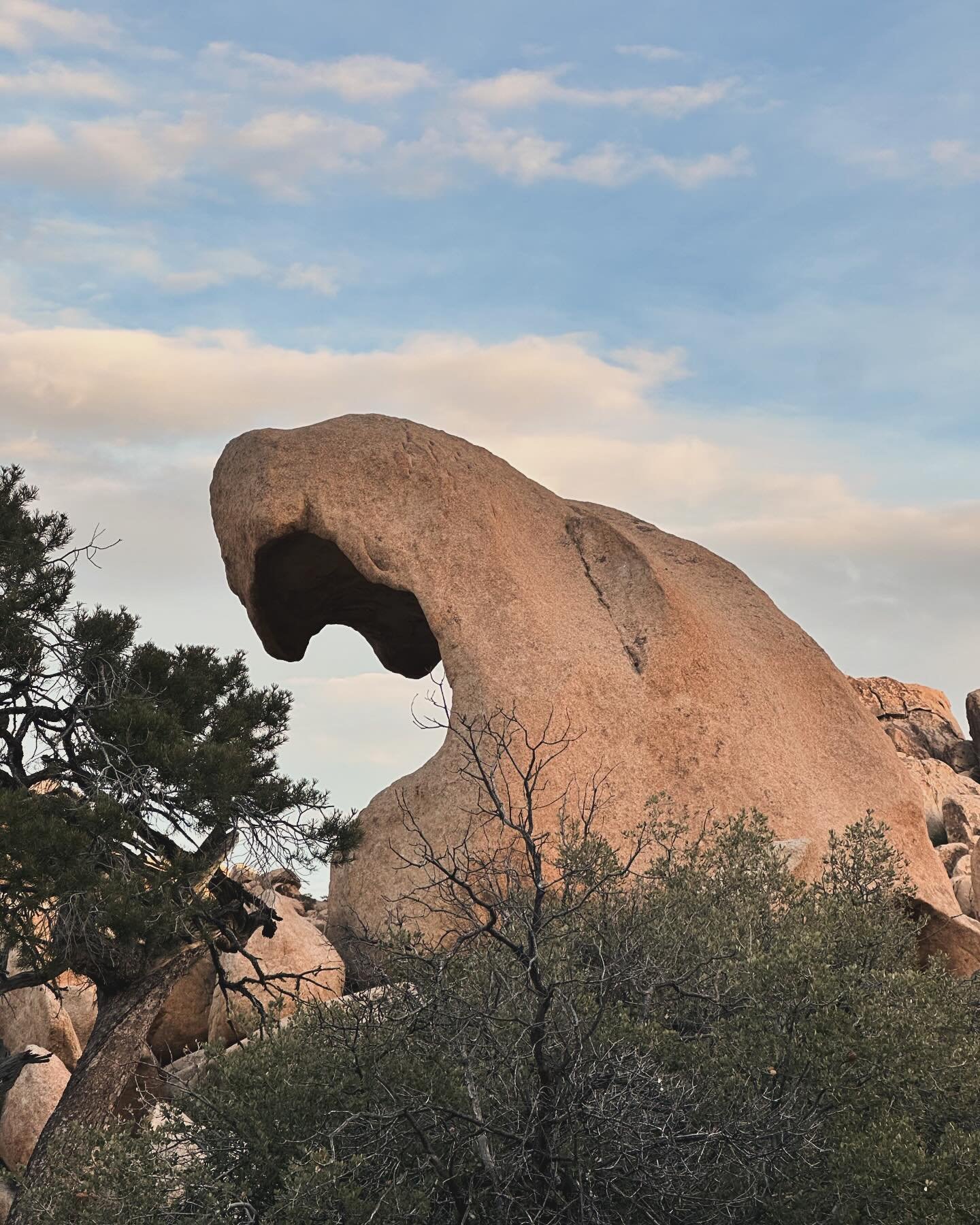 I call this shot Rock Beaver eating Broccoli. @joshuatreenps