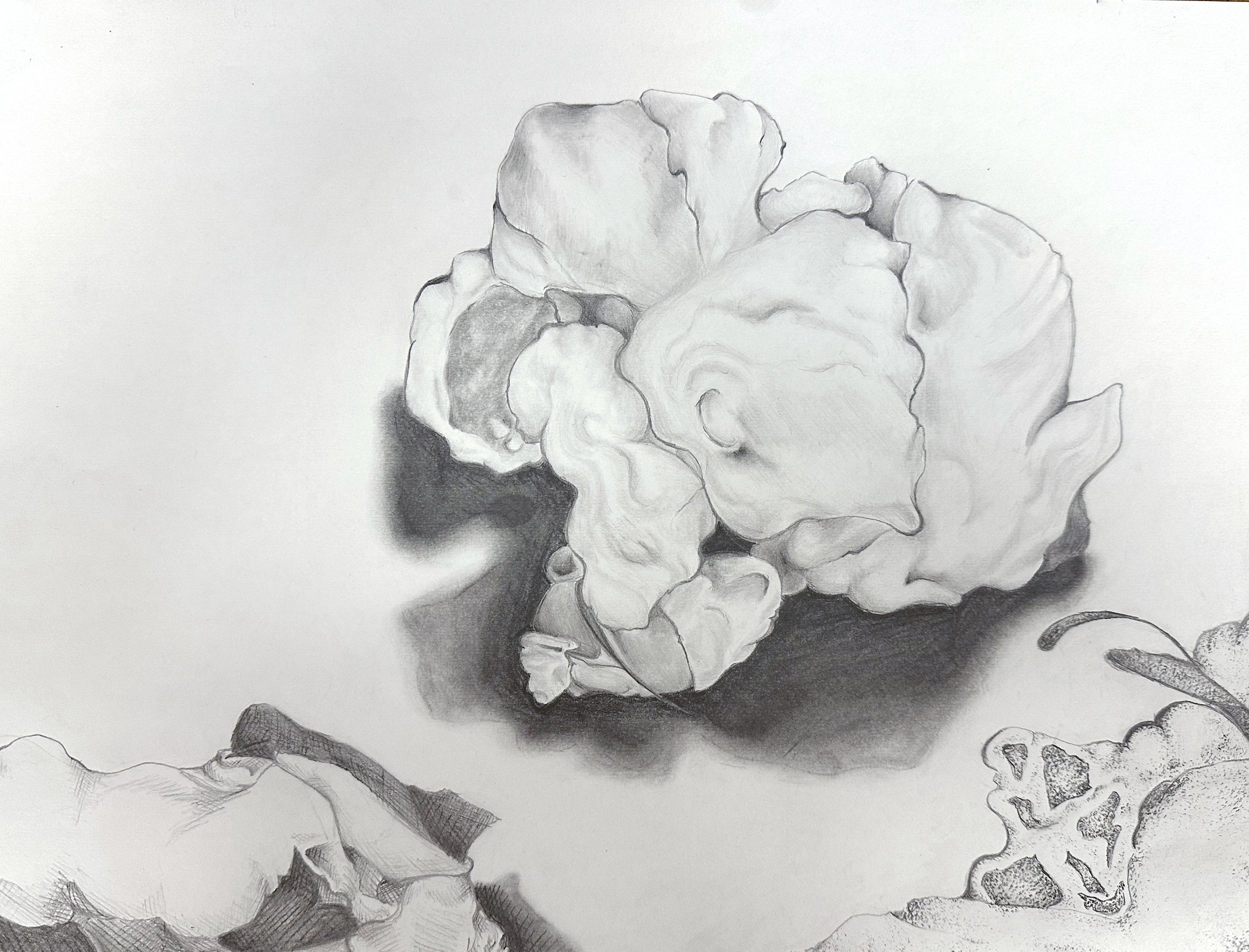 Graphite Still-Life
