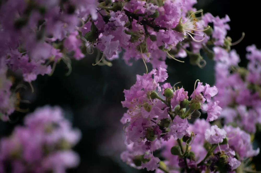 Pulido project1-1.jpg