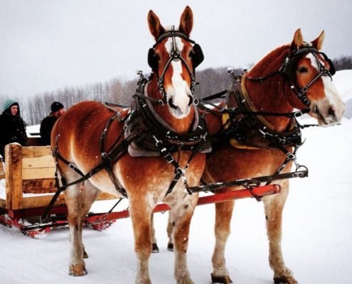 Suttons-Bay-Sleigh-Ride-Black-Star-Farms-1-495x400.jpg