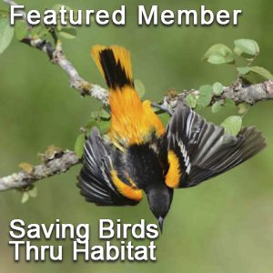 featured-saving-birds.jpg