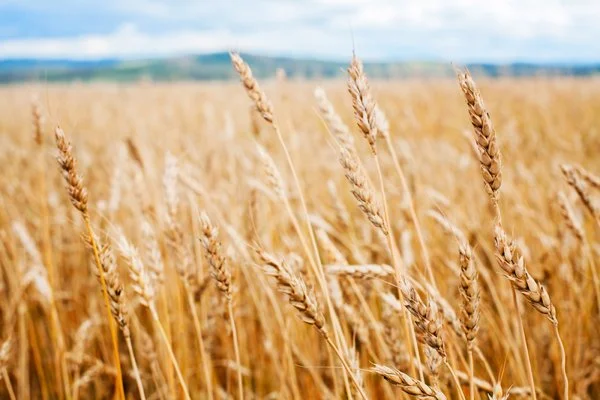 Rising Food and Energy Prices in the Europe and Central Asia Region