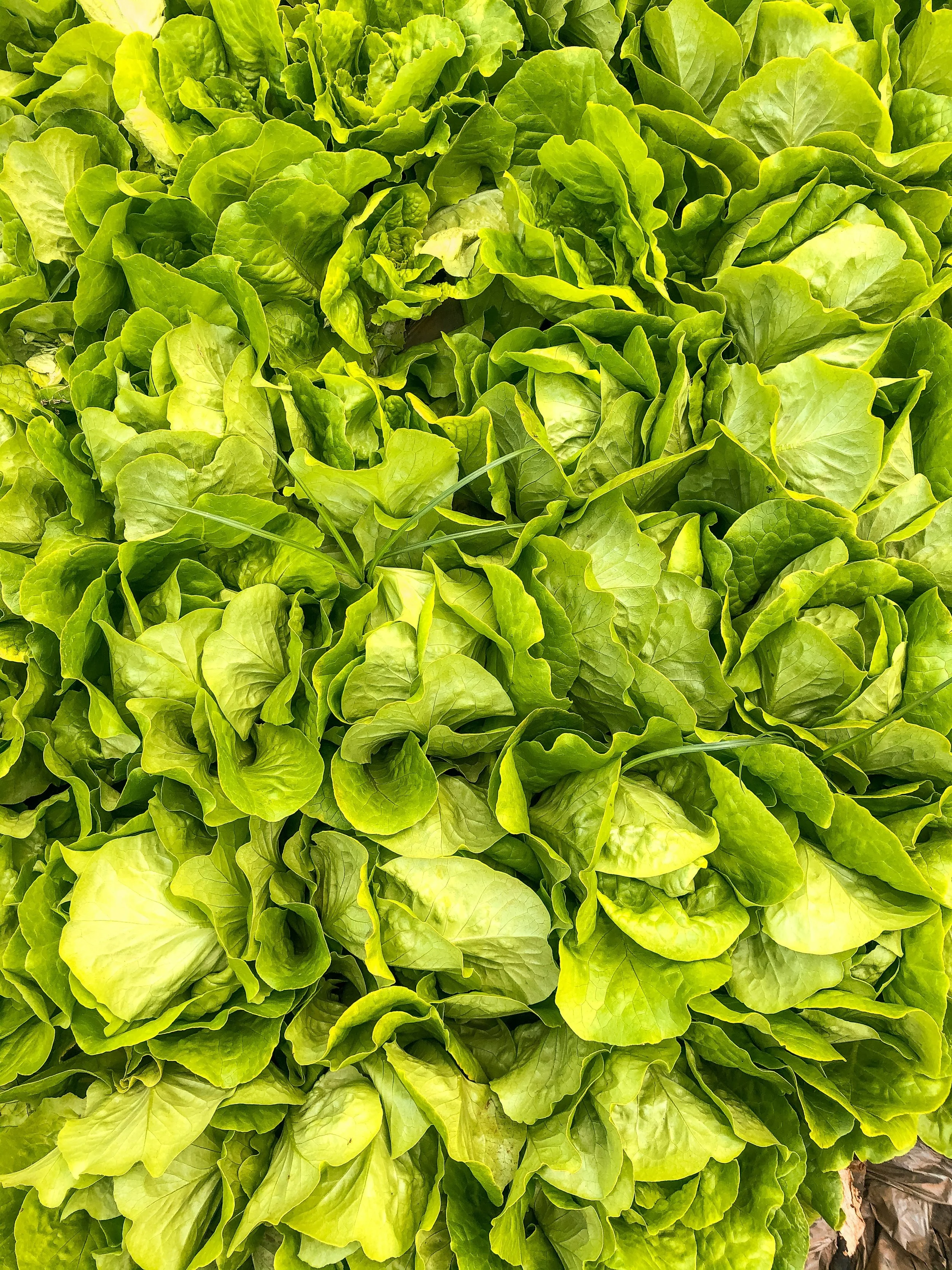 Lemon Pepper Tuna Lettuce Wraps