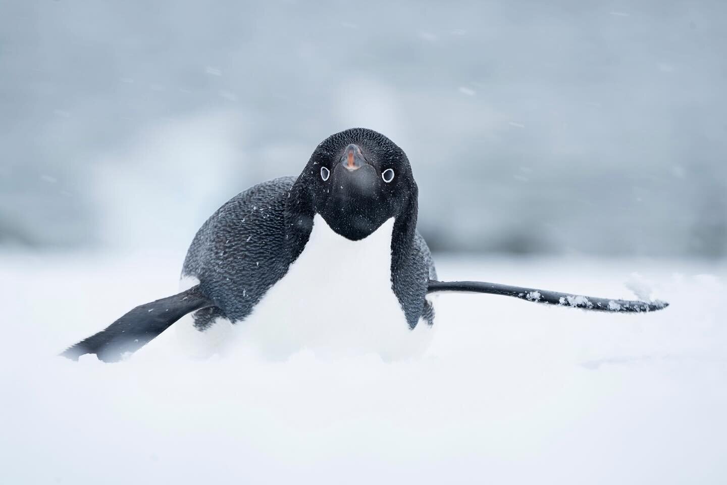 Ad&eacute;lie penguin belly scooting on snow. Much more efficient than feet! #penguin #antarctica #expeditionphotography @polarlatitudes