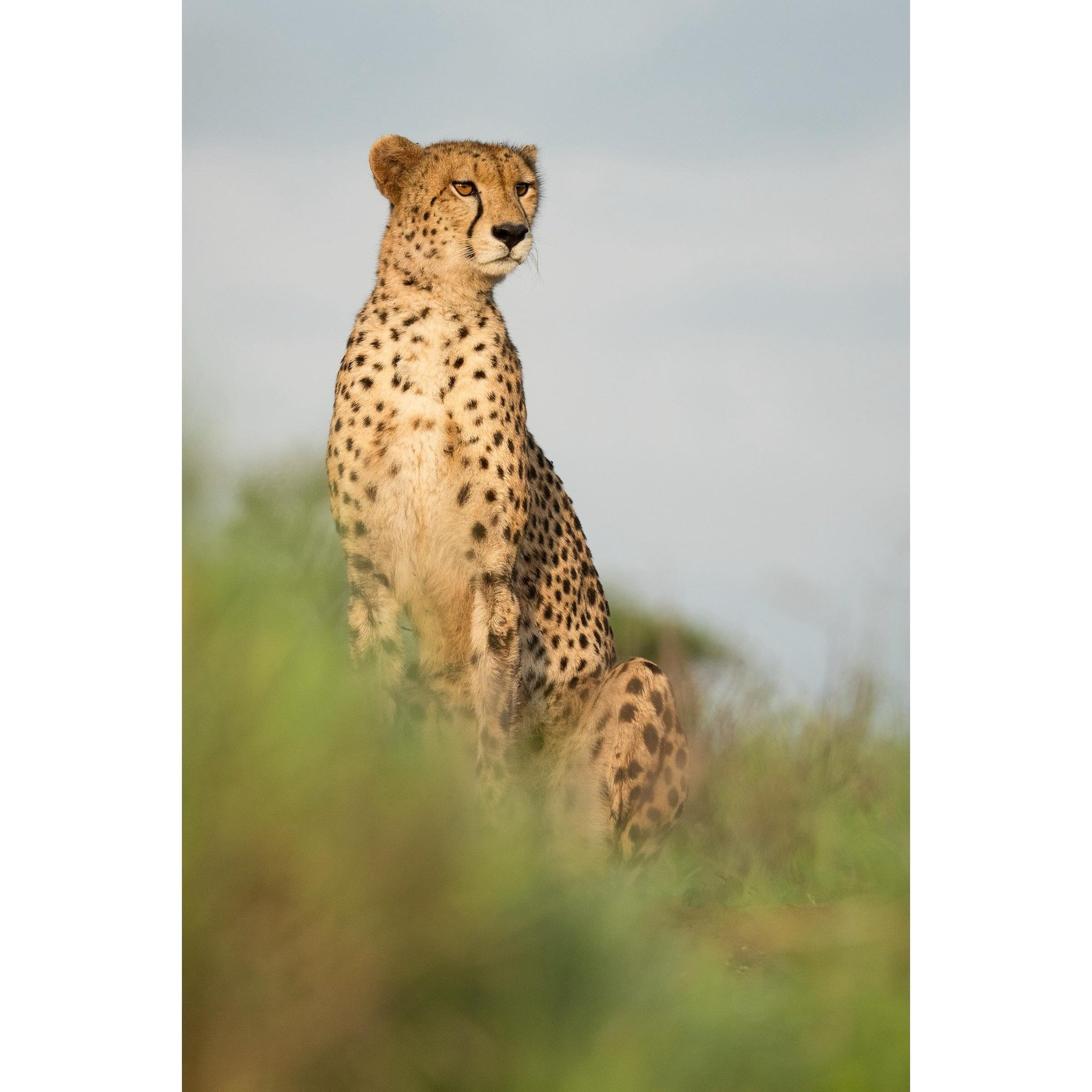 Sleek.

#cheetah #cheetahsofinstagram #bigcats #bigcatsofinstagram #africawildlife #southafrica #wildlife #wildlifephotography #yourshotphotographer #bbcearth #sonyalpha @sonyalpha