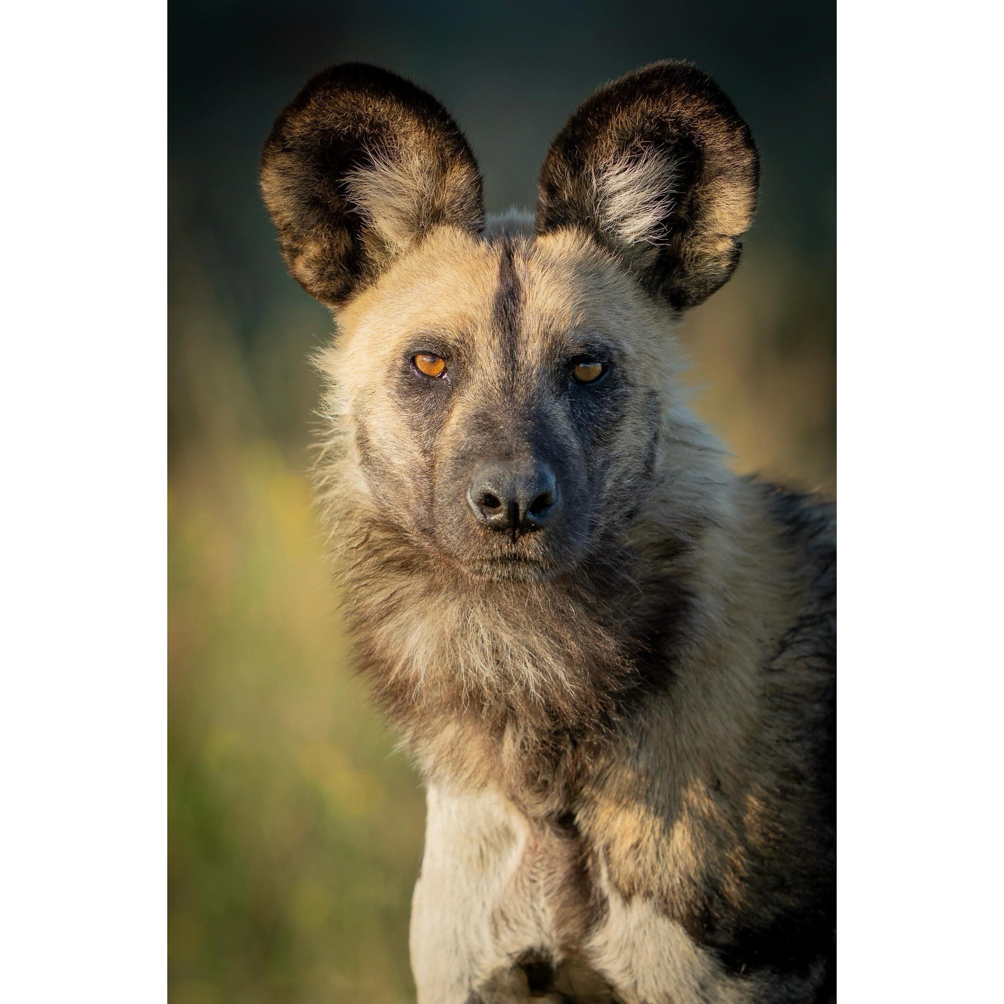Intensity. 

#wilddog #wilddogconservation #endangeredspecies #wildlife #wildlifephotography #africawildlife #bbcearth #yourshotphotographer @sonyalphafemale @thejaoreserve @jaocampbotswana