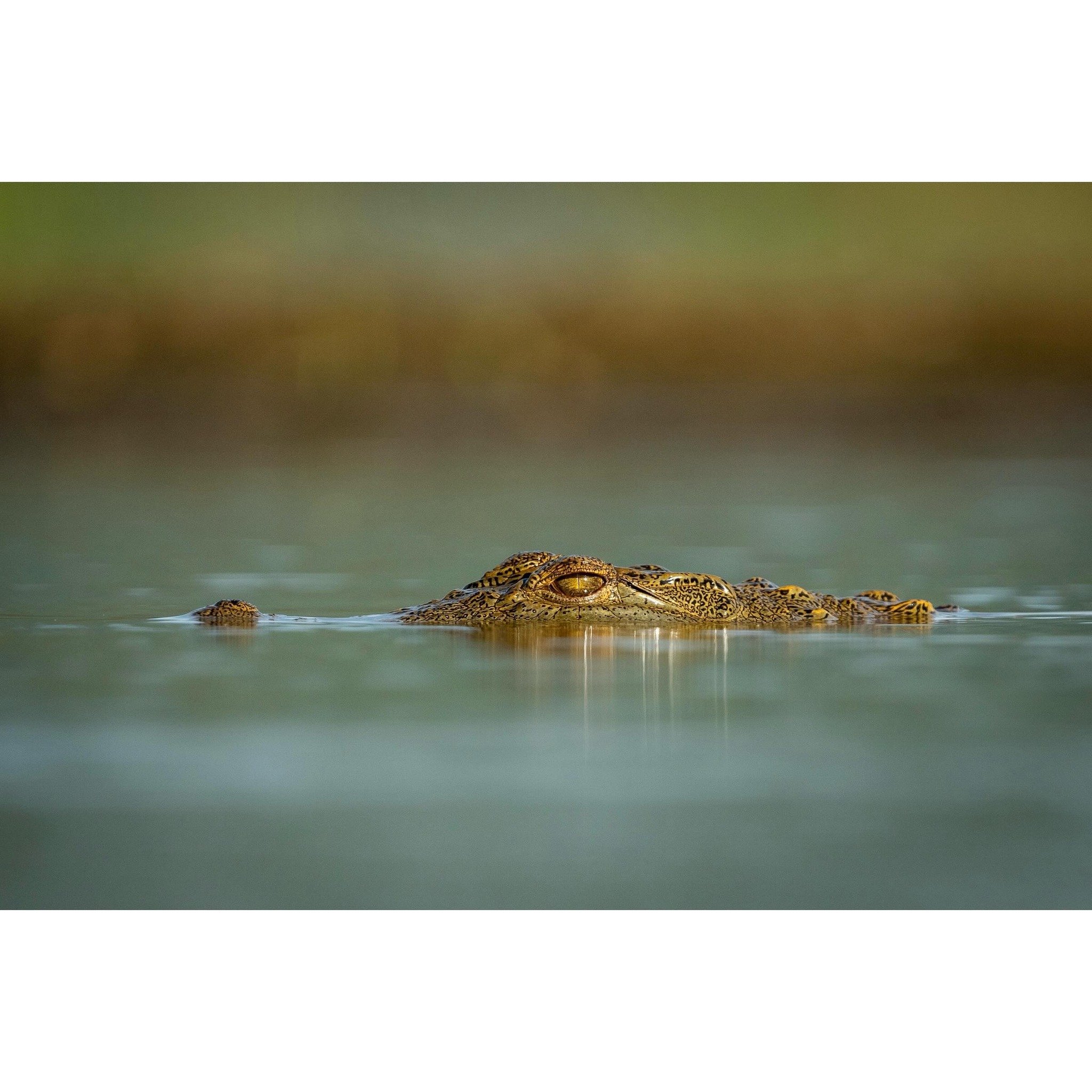 Lurking.

#crocodile #africawildlife #wildlife #wildlifephotography @sonyalphafemale