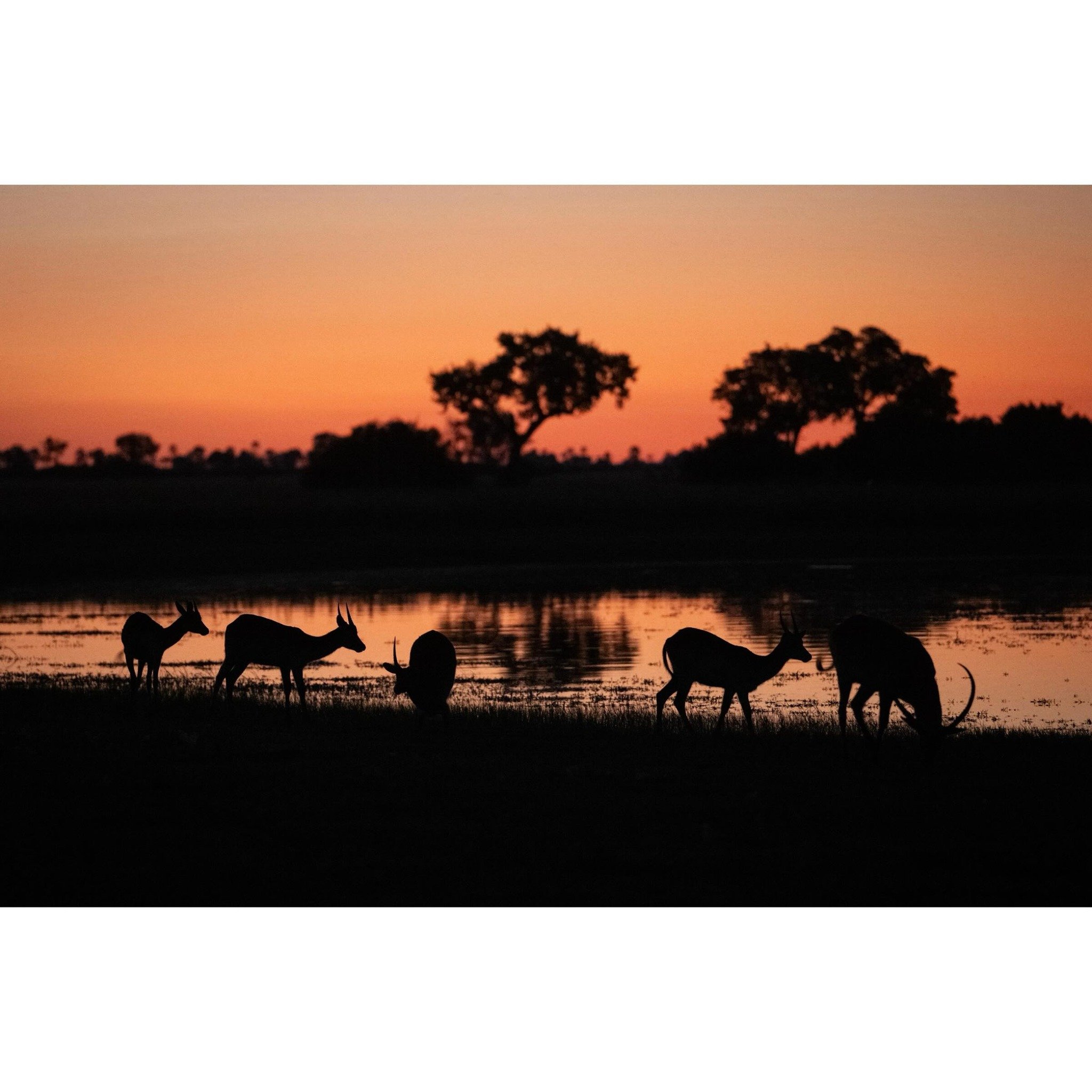 Red lechwe at sunset.

#africawildlife #wildlife #wildlifephotography #bbcearth #yourshotphotographer @sonyalphafemale @thejaoreserve