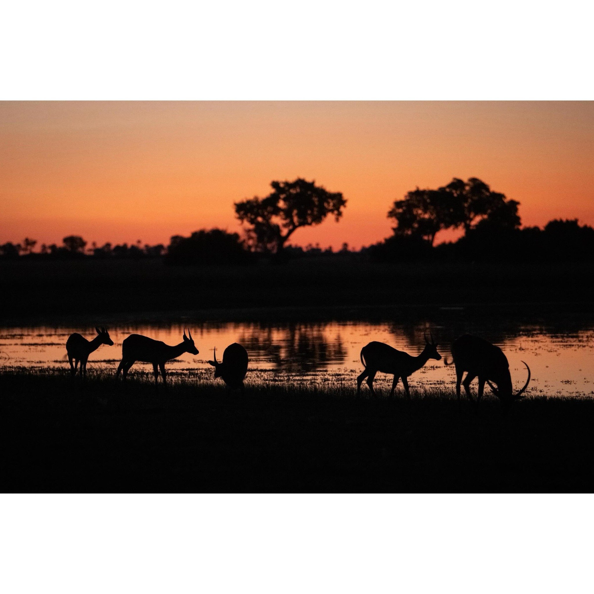 Red lechwe at sunset.

#okavangodelta #africawildlife #wildlife #wildlifephotography #bbcearth #yourshotphotographer @sonyalphafemale @thejaoreserve