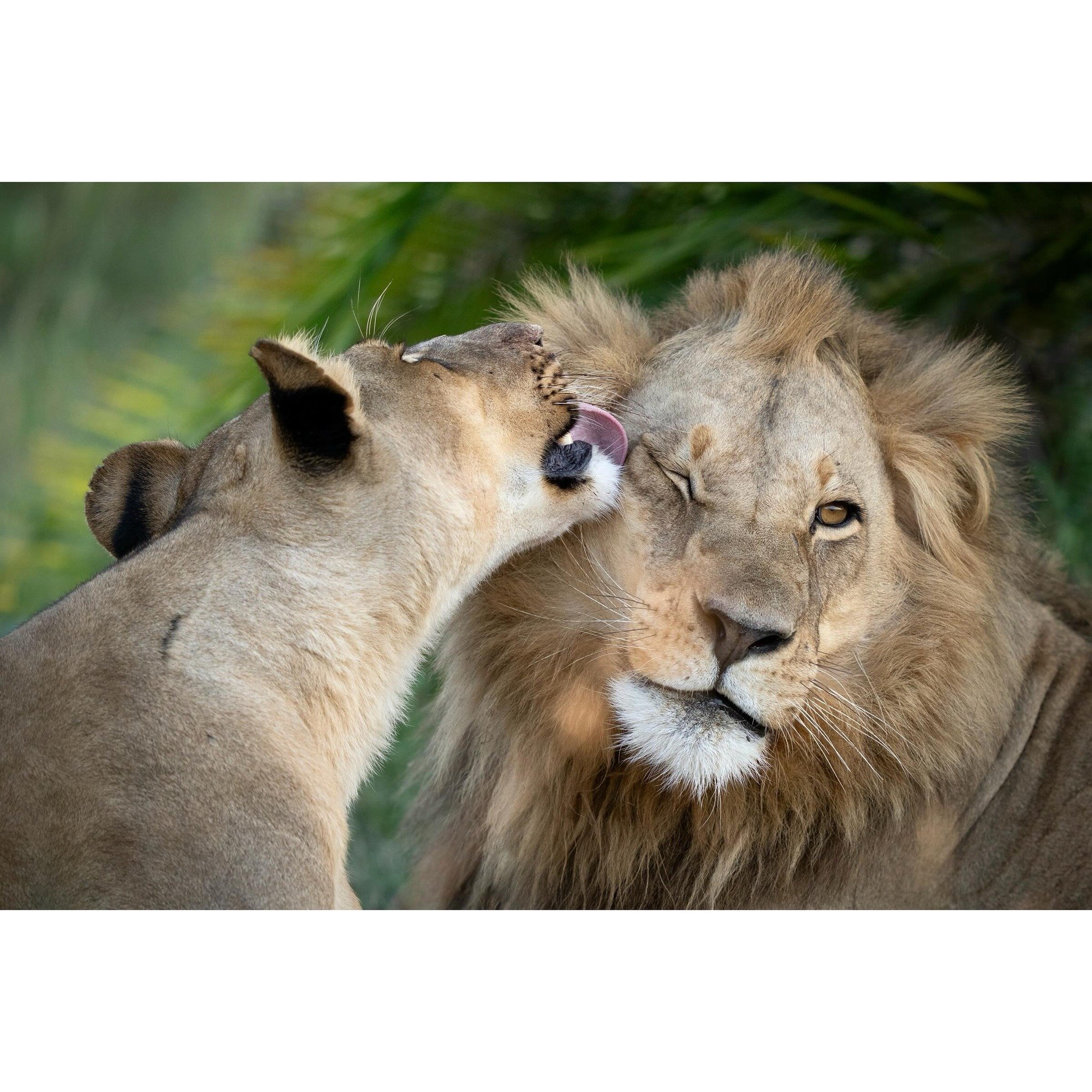 Facewash.

#lions #lionsofinstagram #bigcat #bigcatsofinstagram #pantheraleo #panthera #wildlife #wildlifephotography #africawildlife #okavangodelta #botswana #bbcearth #yourshotphotographer @sonyalphafemale @jaoreserve @jaocampbotswana