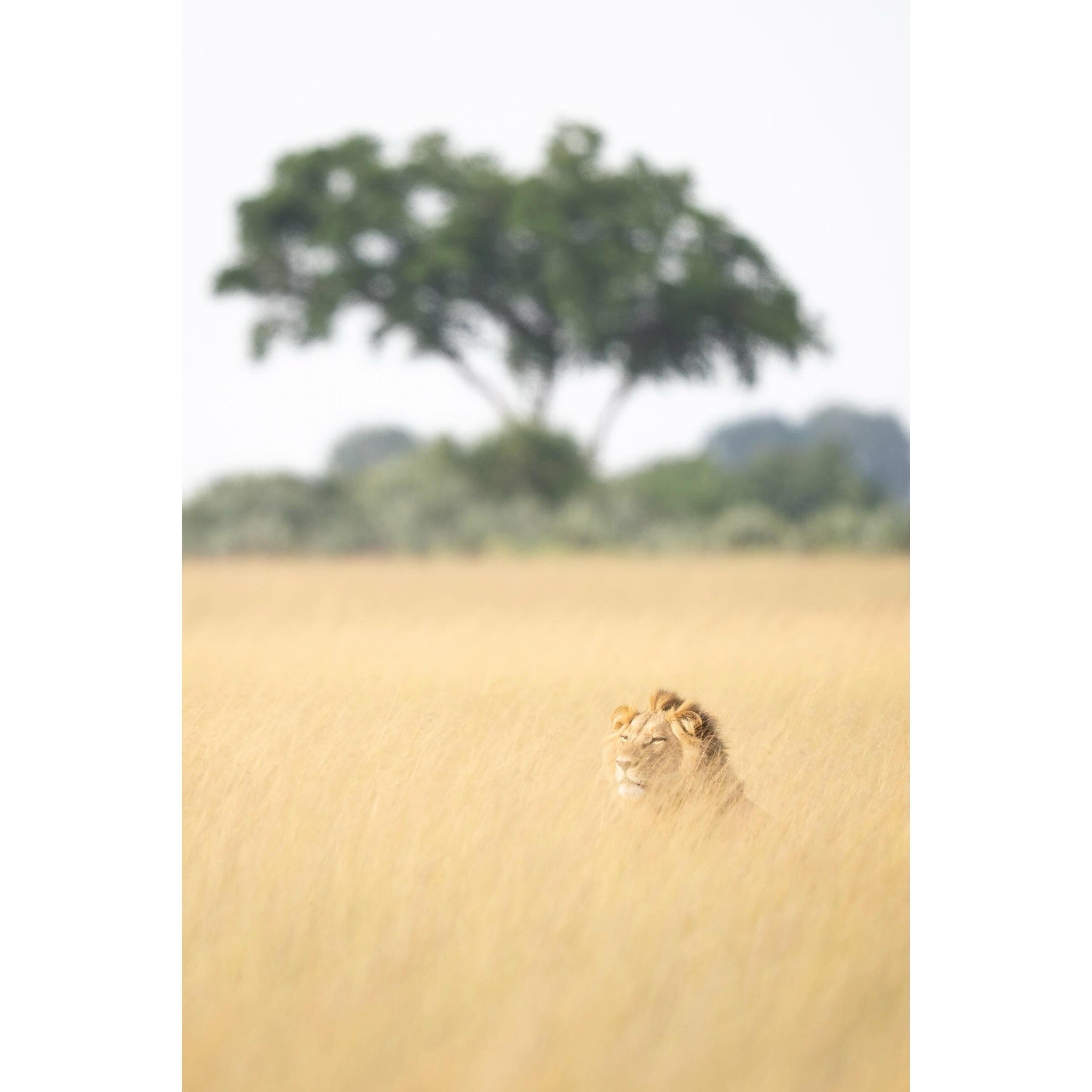 Camouflage.

#lion #lionsofinstagram #bigcatconservation #bigcat #bigcatsofinstagram #pantheraleo #africawildlife #wildlifephotography #wildlifeplanet #camouflage #yourshotphotographer #bbcearth #bbcwildlife @sonyalpha @thejaoreserve