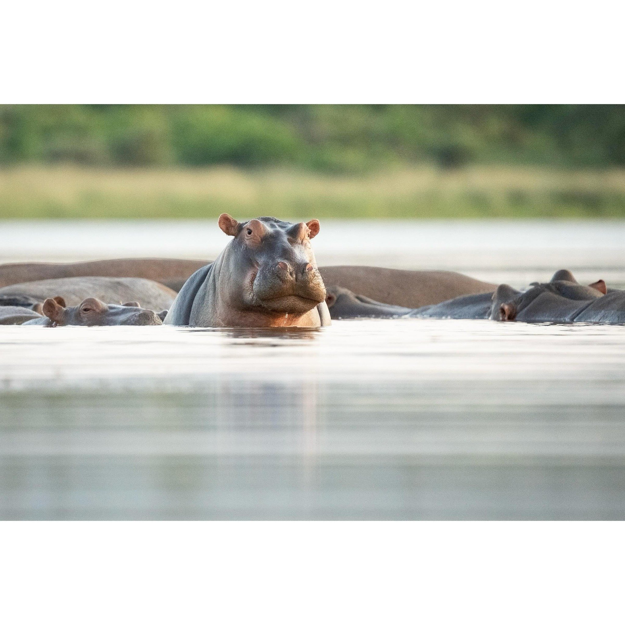 Self-confident. 

#hippo #hippopotamus #africawildlife #wildlife #wildlifephotography #okavangodelta @thejaoreserve