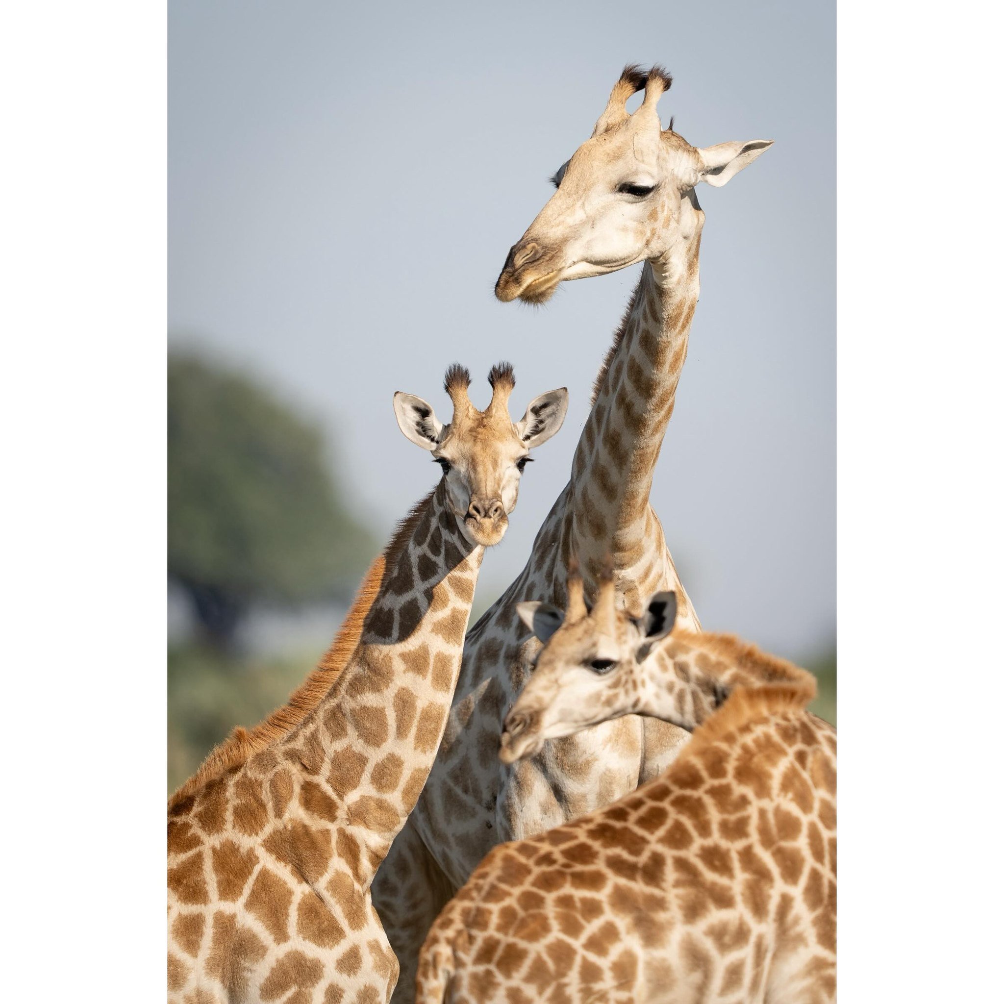 Three of a kind.

#giraffes #giraffesofinstagram #africawildlife #africawildlifephotography #wildlife #wildlifephotography #okavangodelta #botswana @africageo @thejaoreserve @sonyalphafemale