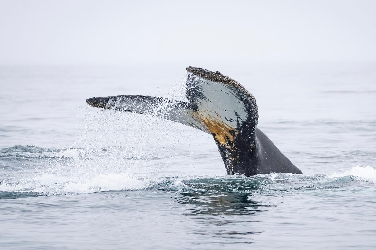Tail&rsquo;s up! #humpbackwhale #whale ##cetacean #antarctica