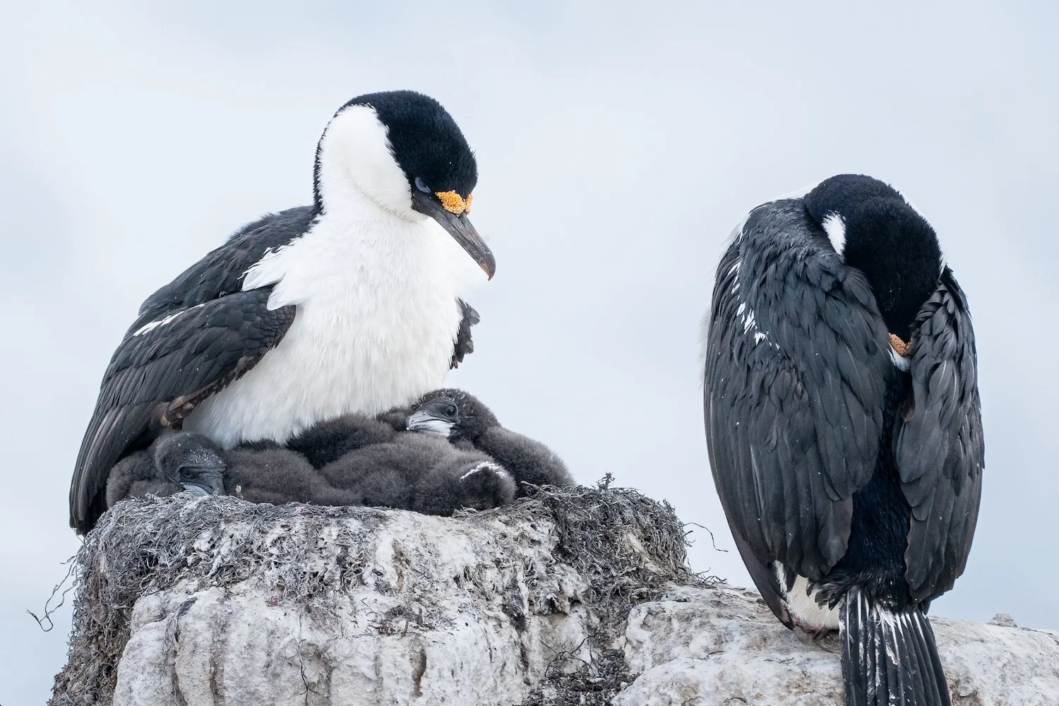 Day 5_Orcas_LisaLaPointe-9.JPG