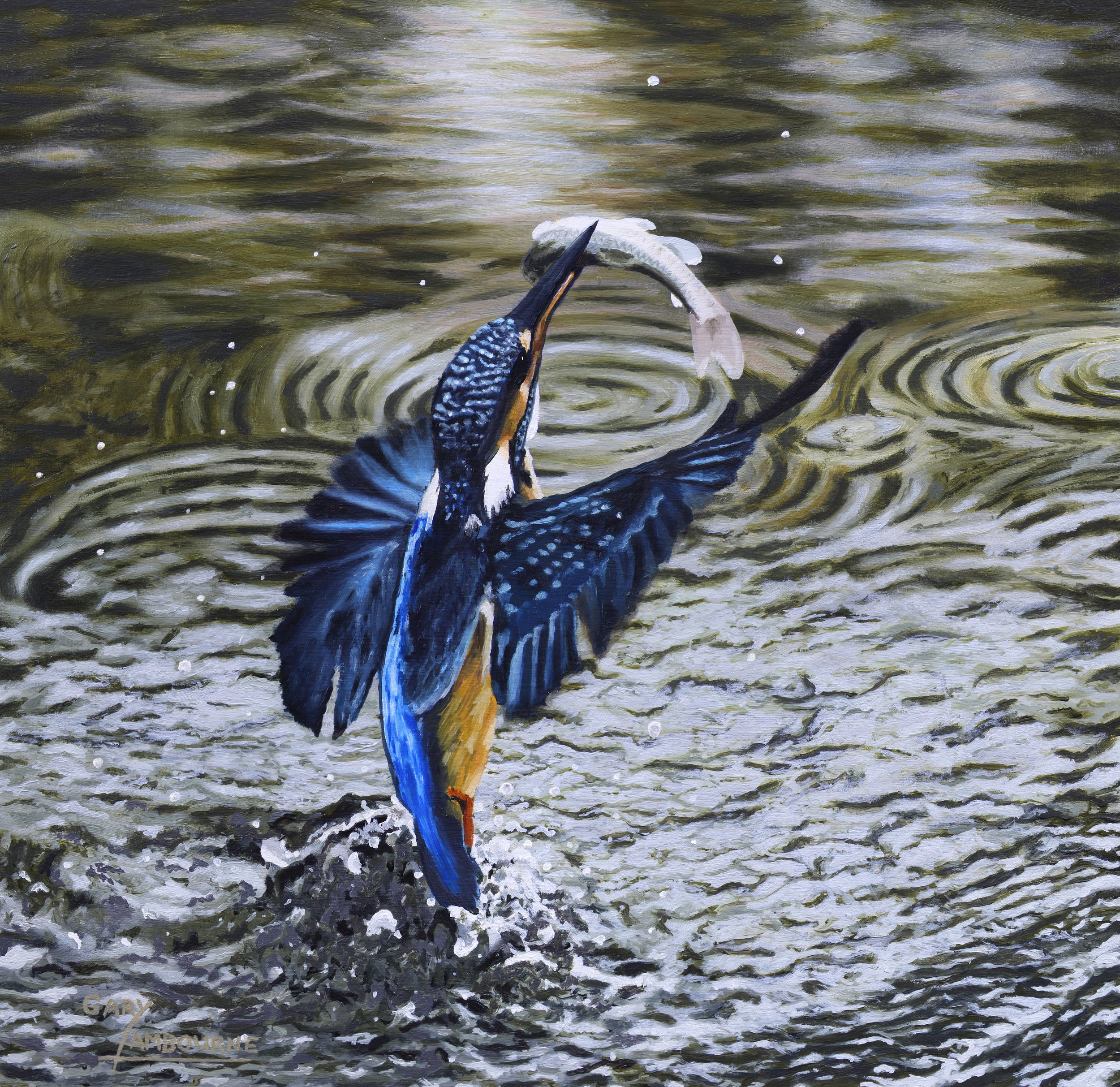 Kingfisher Greeting Card, fine art image, 300GSM glossy finish, blank inside - PACK OF 4