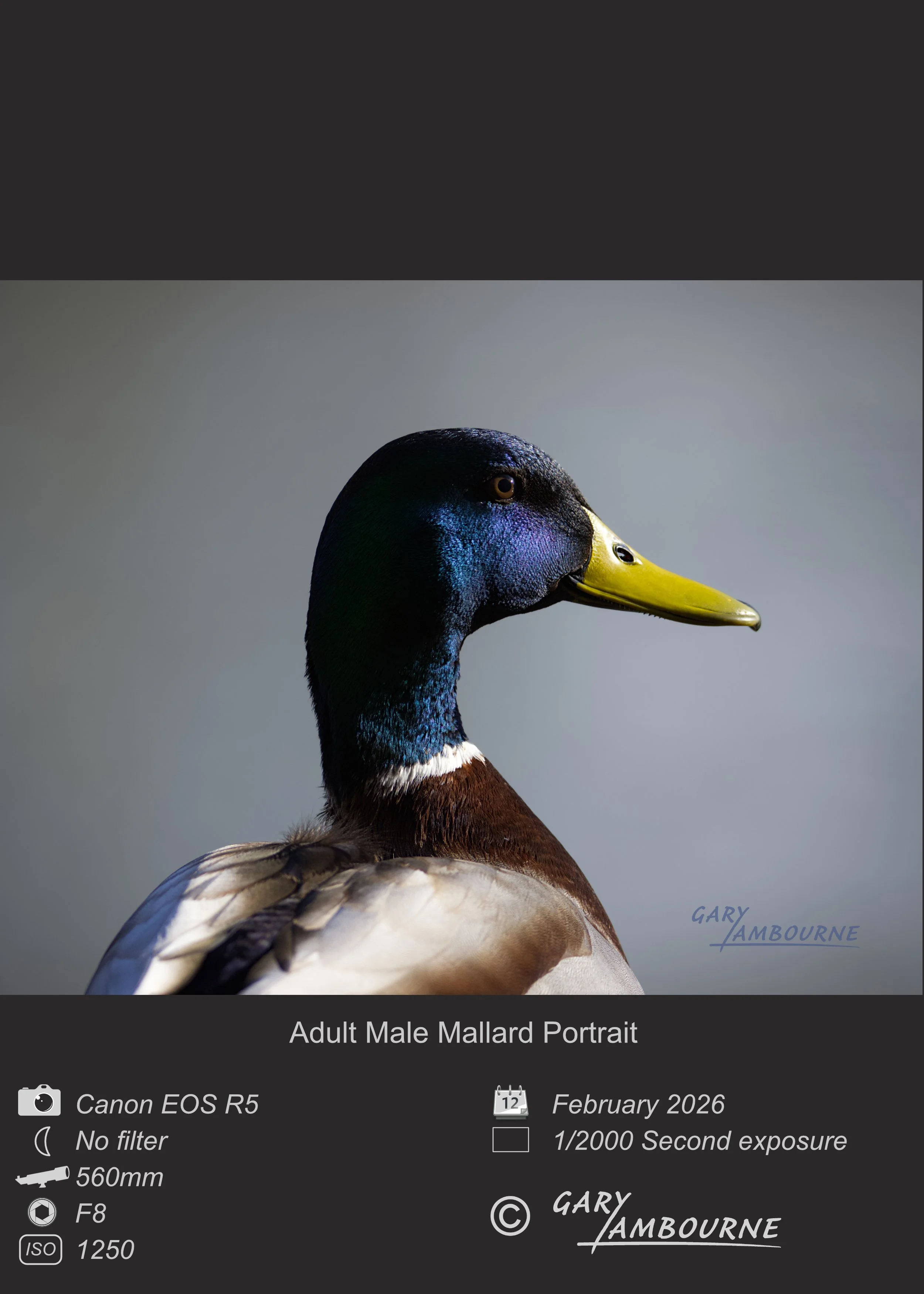 Adult Male Mallard portrait - Photo by Gary Lambourne