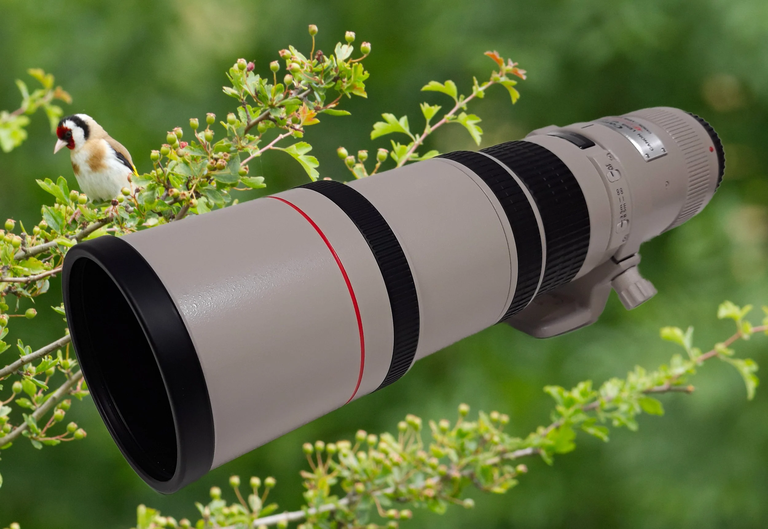 Owner’s Review - Canon EF 400mm F5.6 L USM Lens
