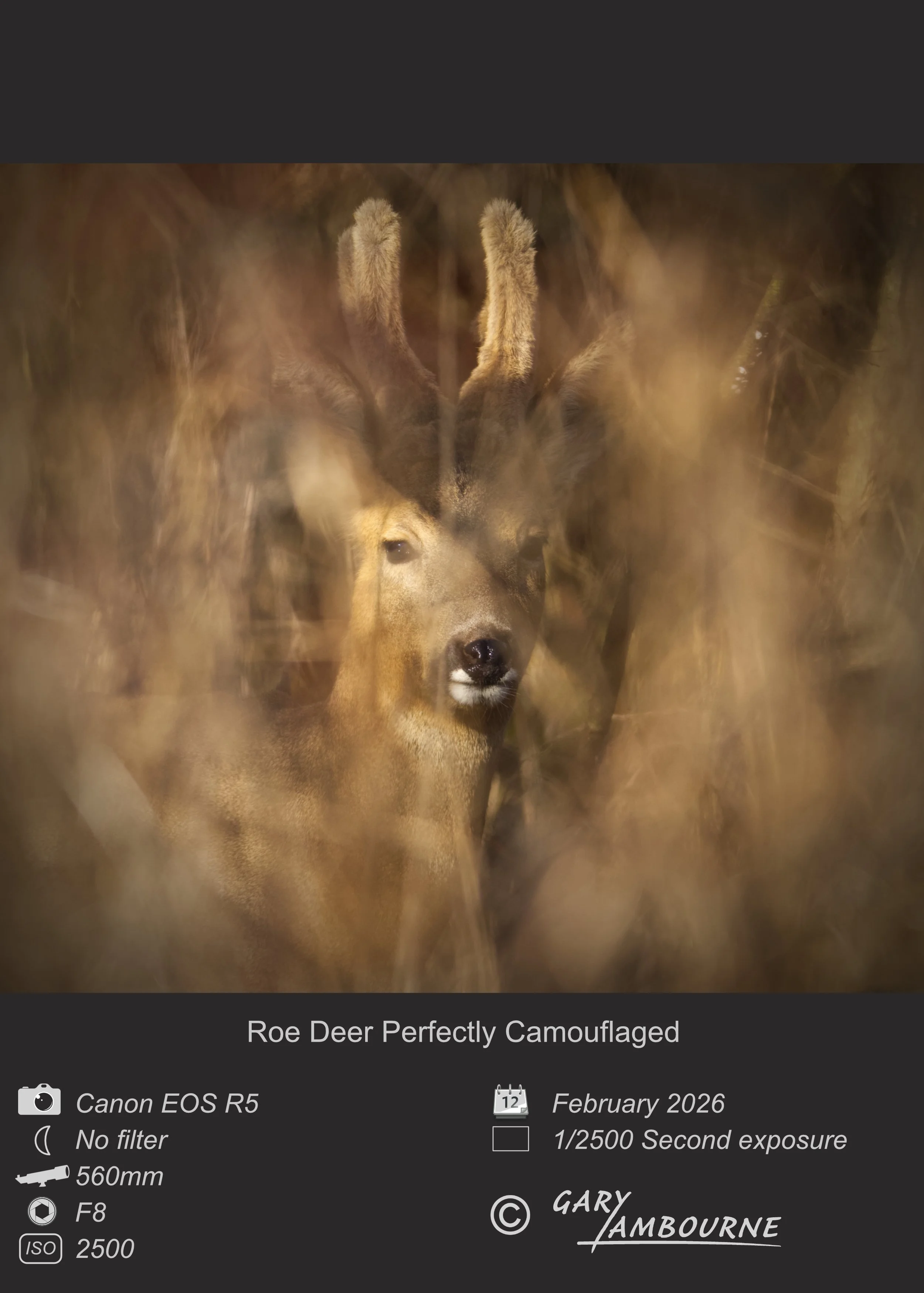 Website tile Roe Deer Copyright Image.jpg