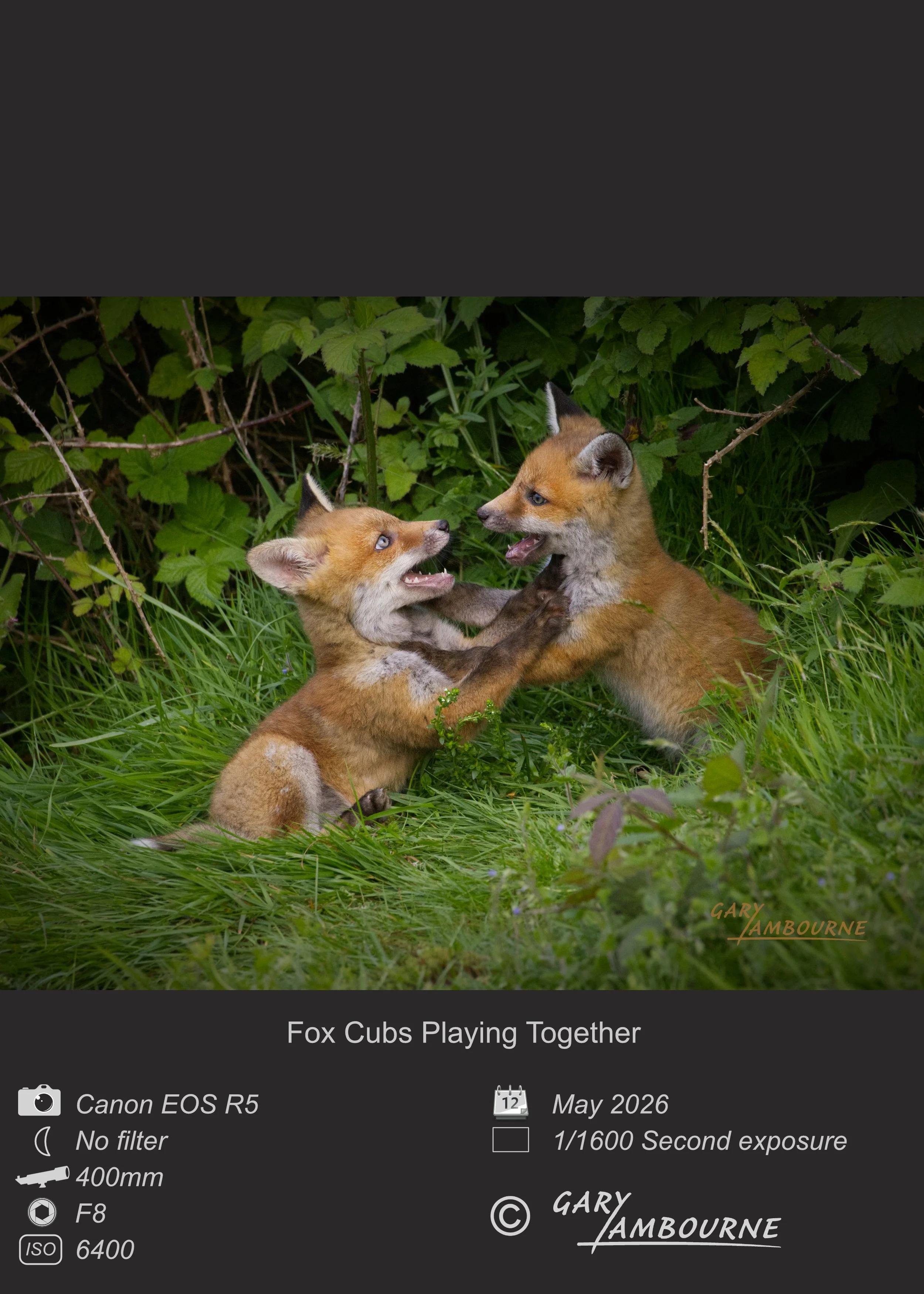 Website tile Fox Cubs 2 Copyright Image.jpg