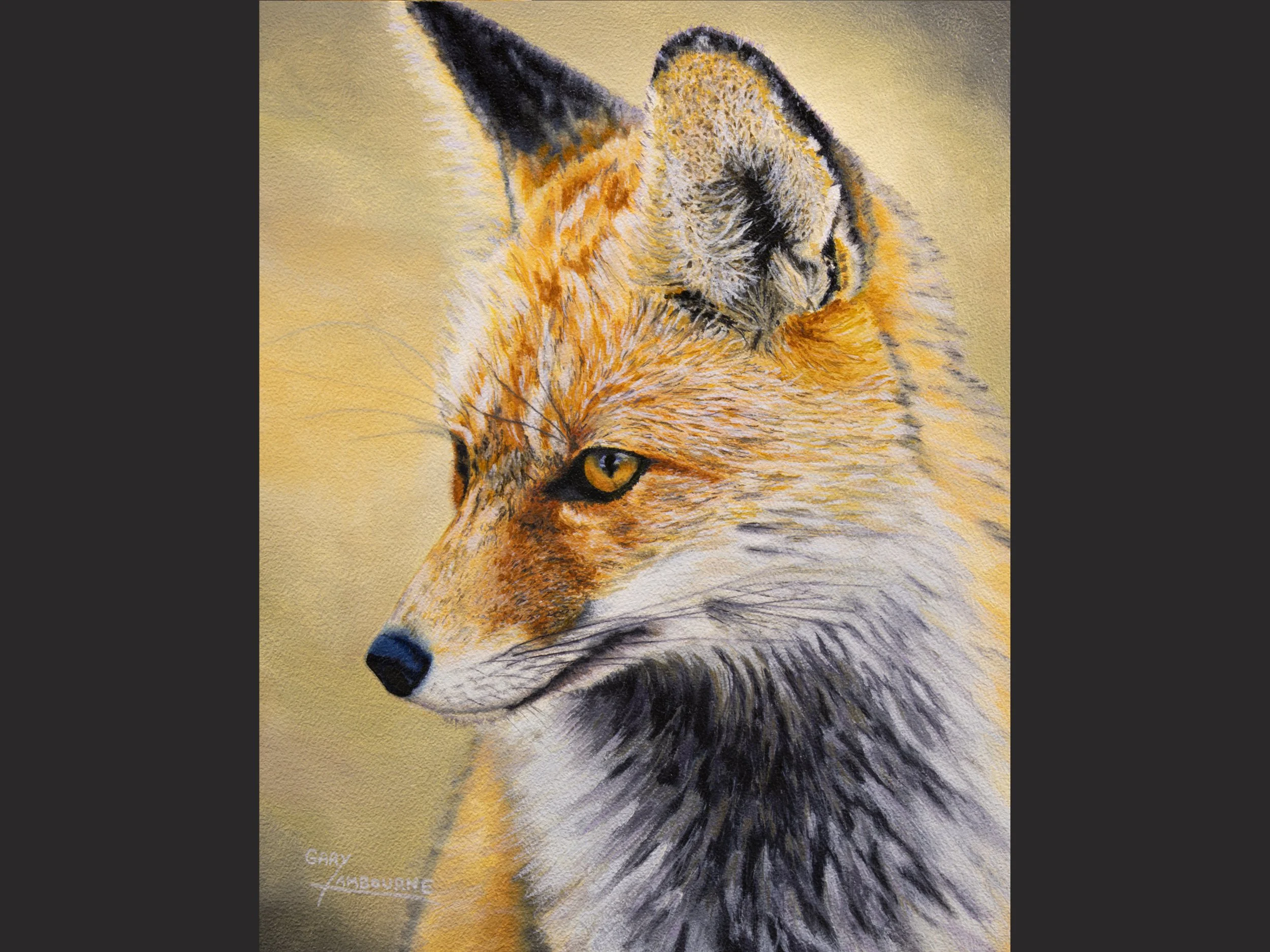 Fox, wildlife fine art image, Greeting Card 300GSM glossy finish, blank inside